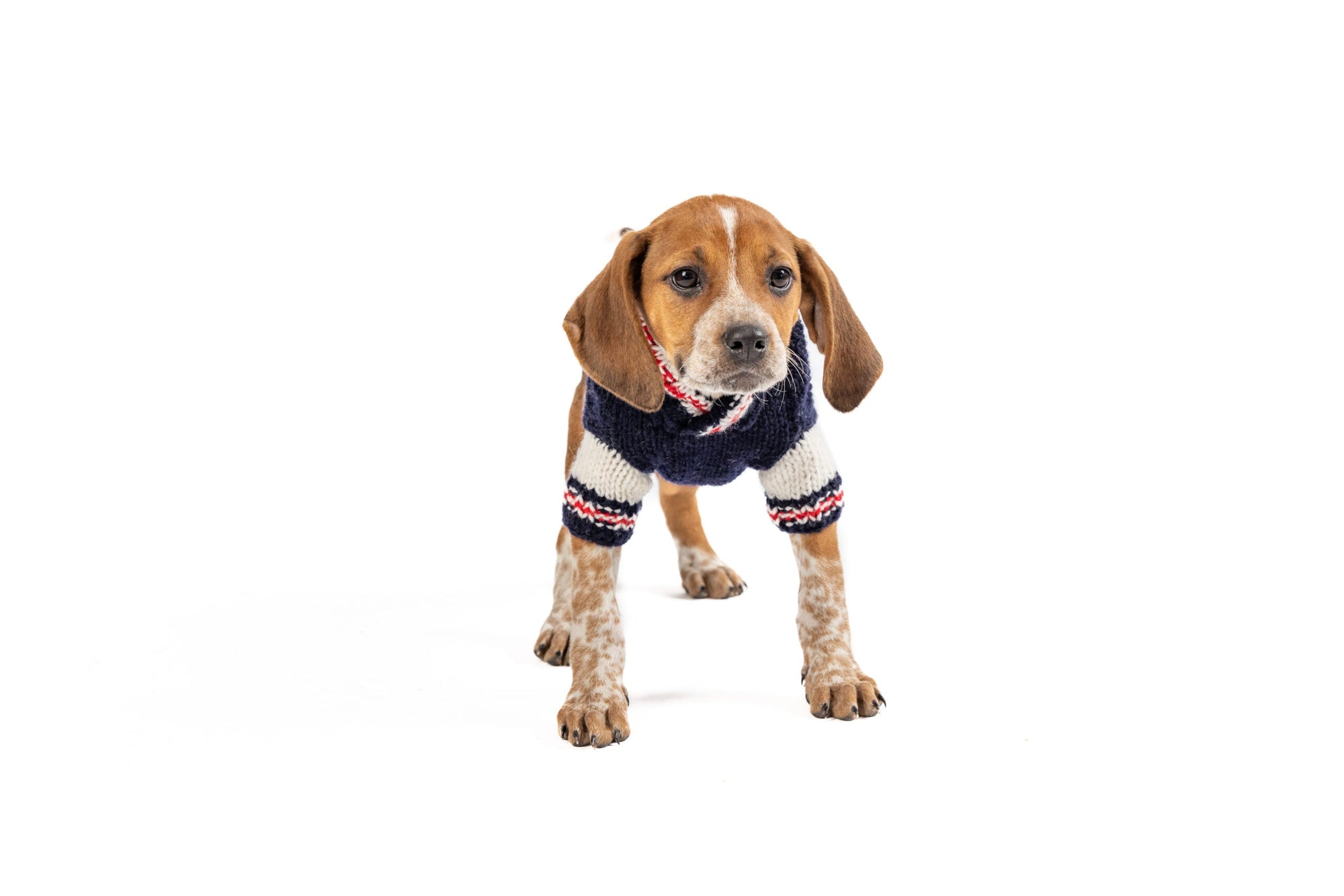 Chilly Dog Varsity Wool Dog Sweater