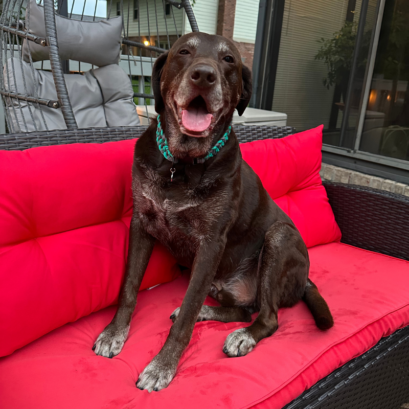 Josephine Braid Handmade Dog Collar - Customize Your Colors