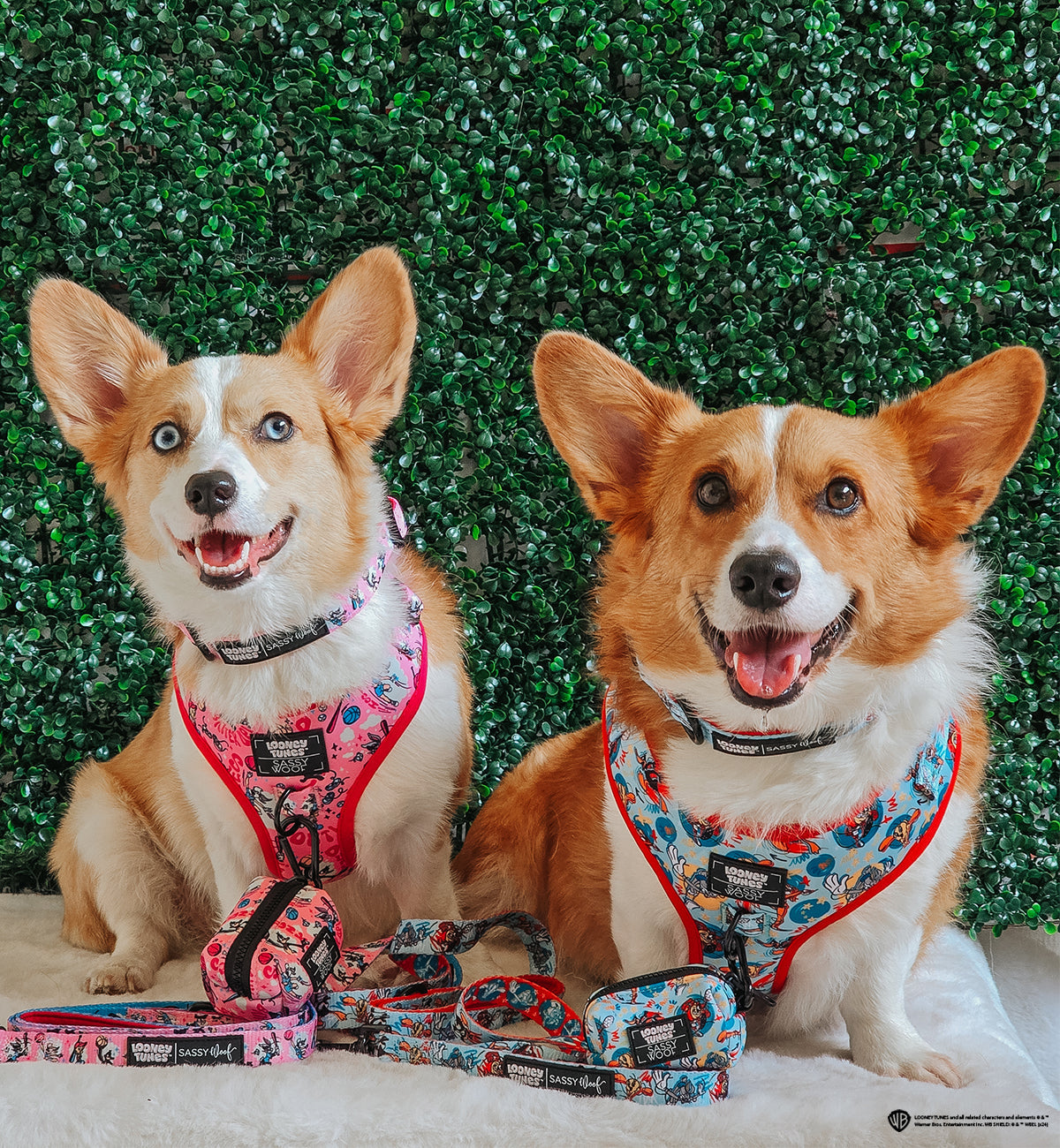 Dog Adjustable Harness - Looney Tunes™ Blue