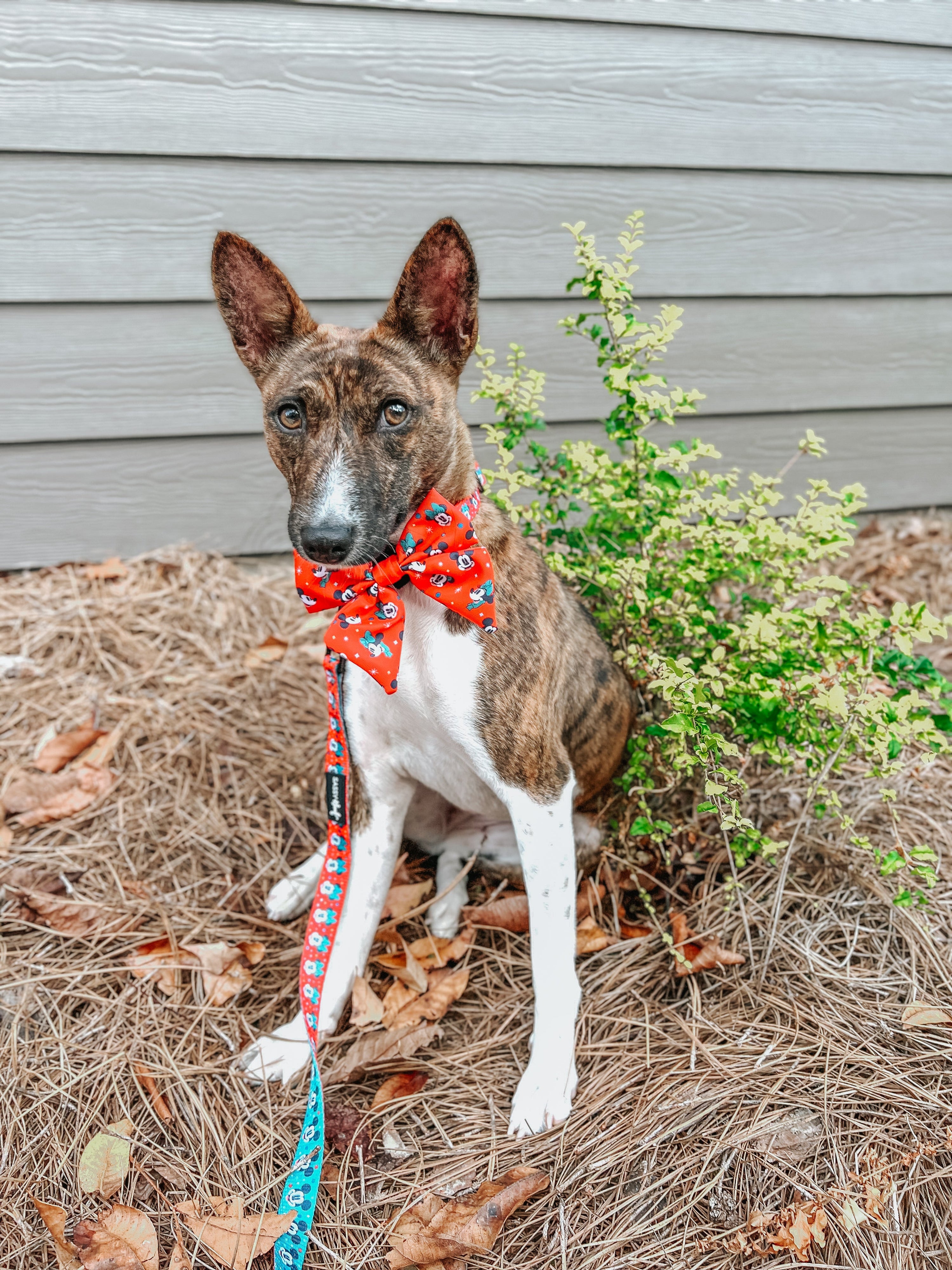 Dog Leash - Disney Holiday Collection