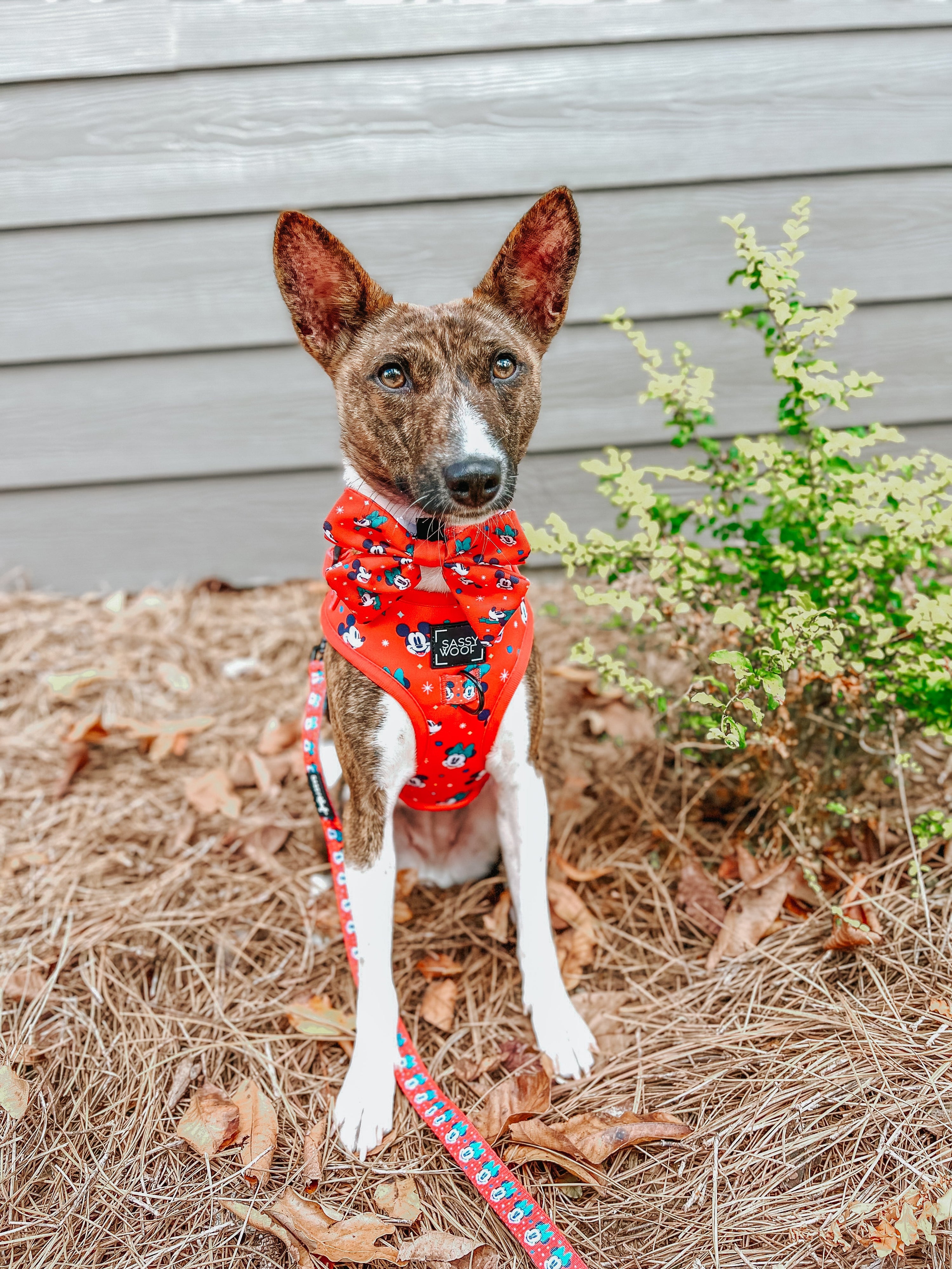 Dog Collar - Disney Holiday Collection