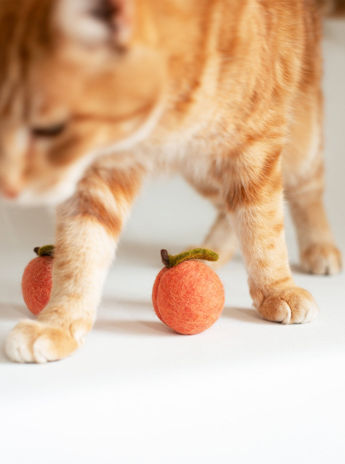 DOGGY PEACH | HT Animal Supply