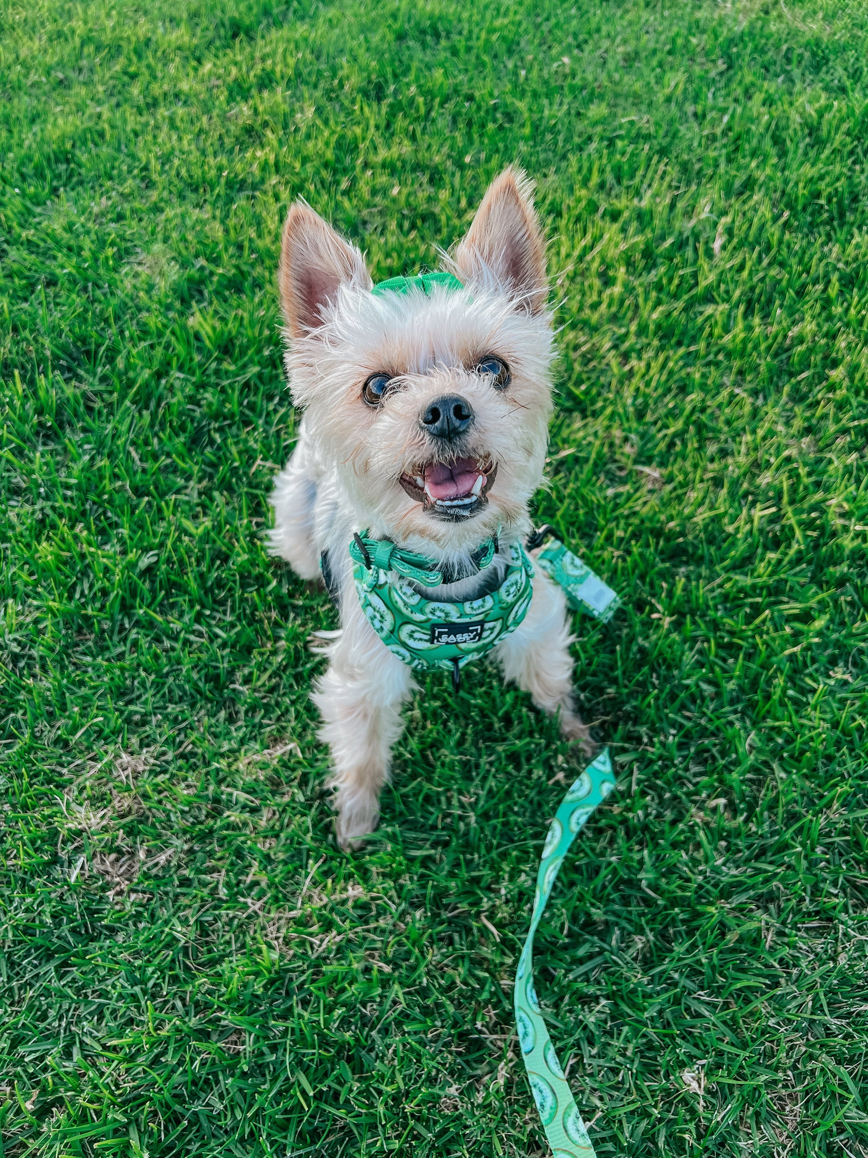Dog Adjustable Harness - Kiwi Krazy