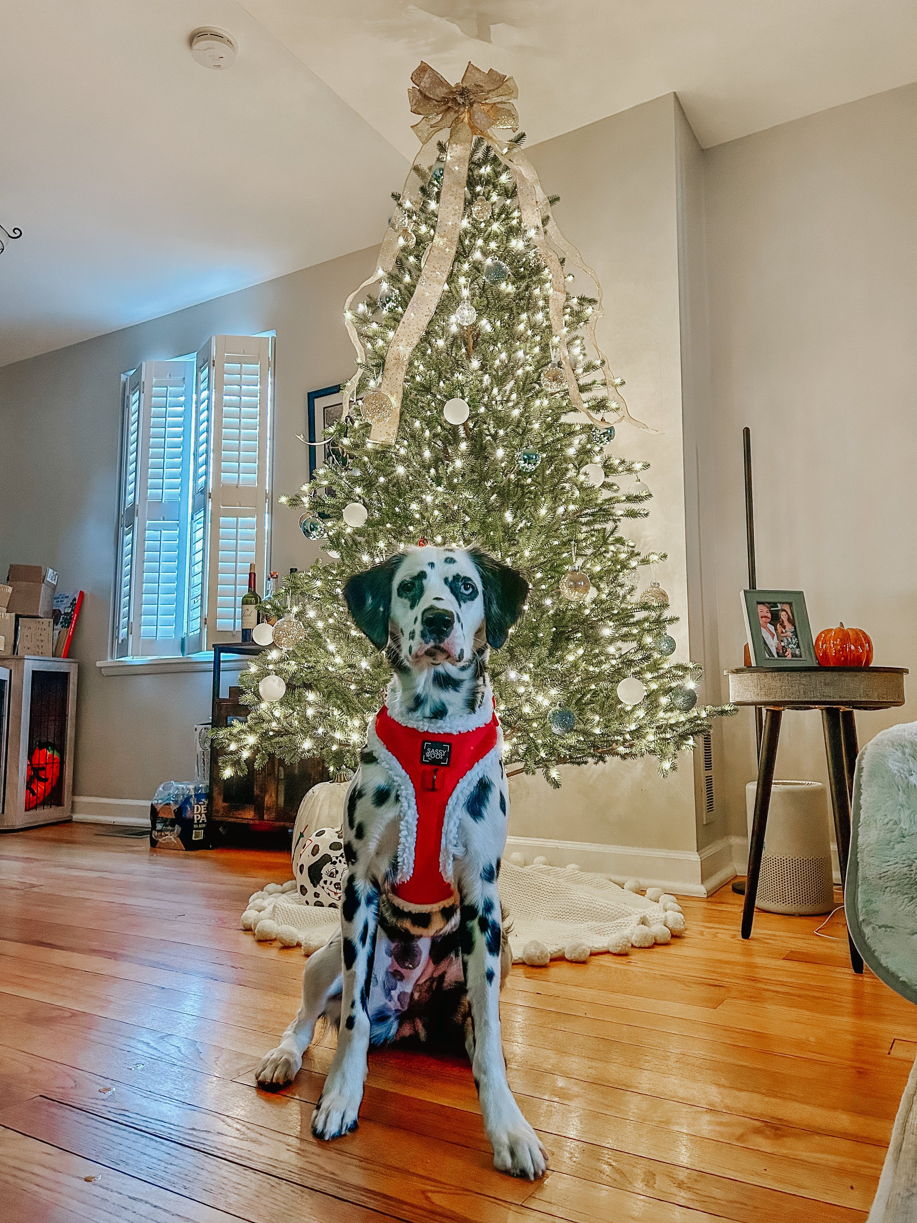 Dog Adjustable Harness - Naughty