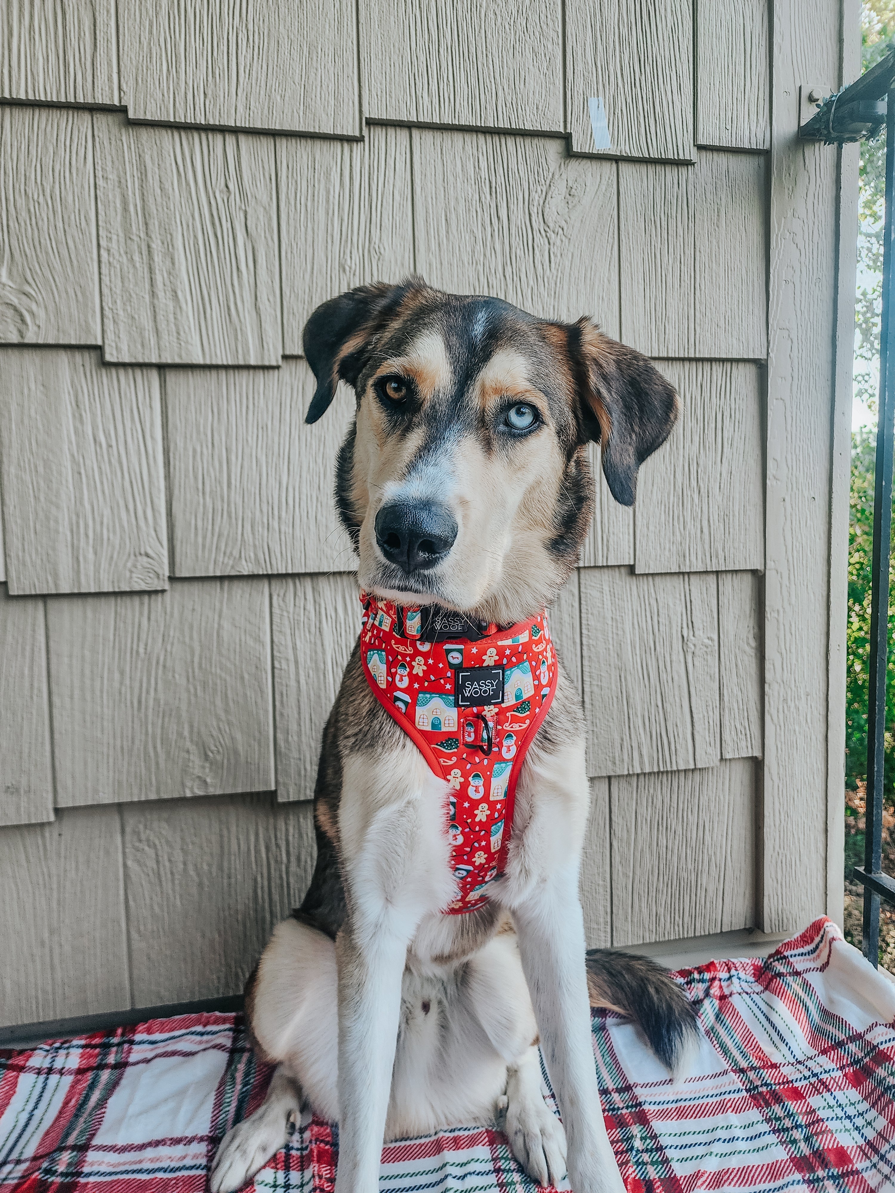 Dog Collar - Sleigh Baby Sleigh