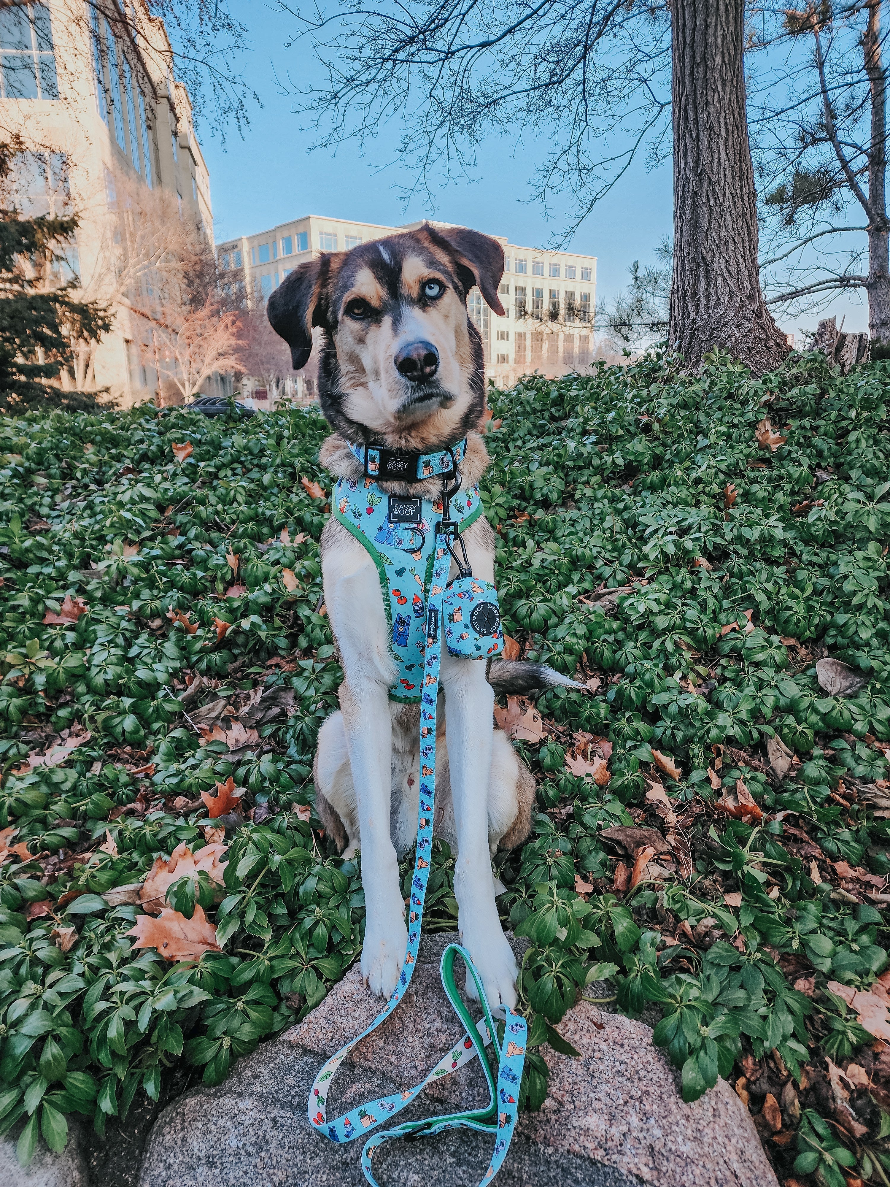 Dog Collar - Chillin with my Gnomies
