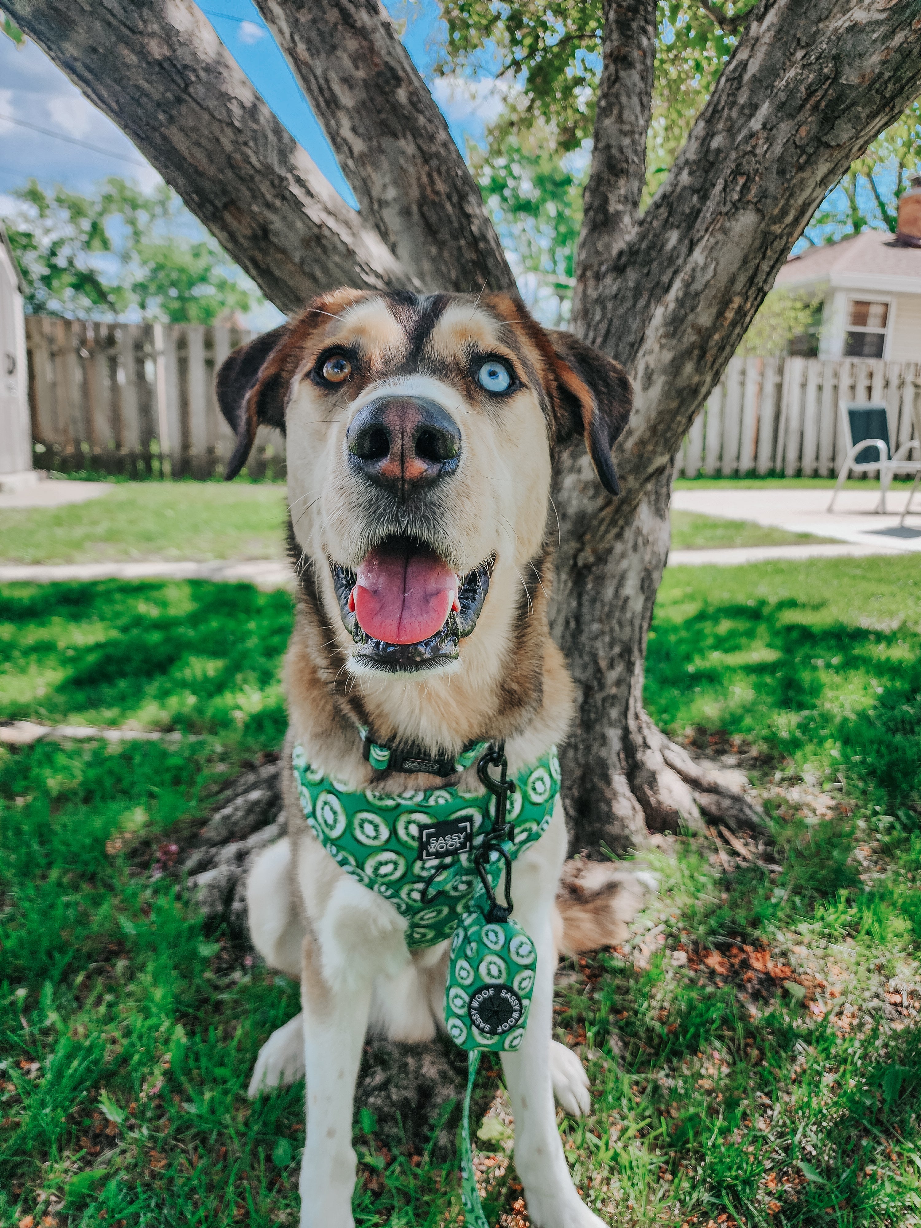 Dog Adjustable Harness - Kiwi Krazy