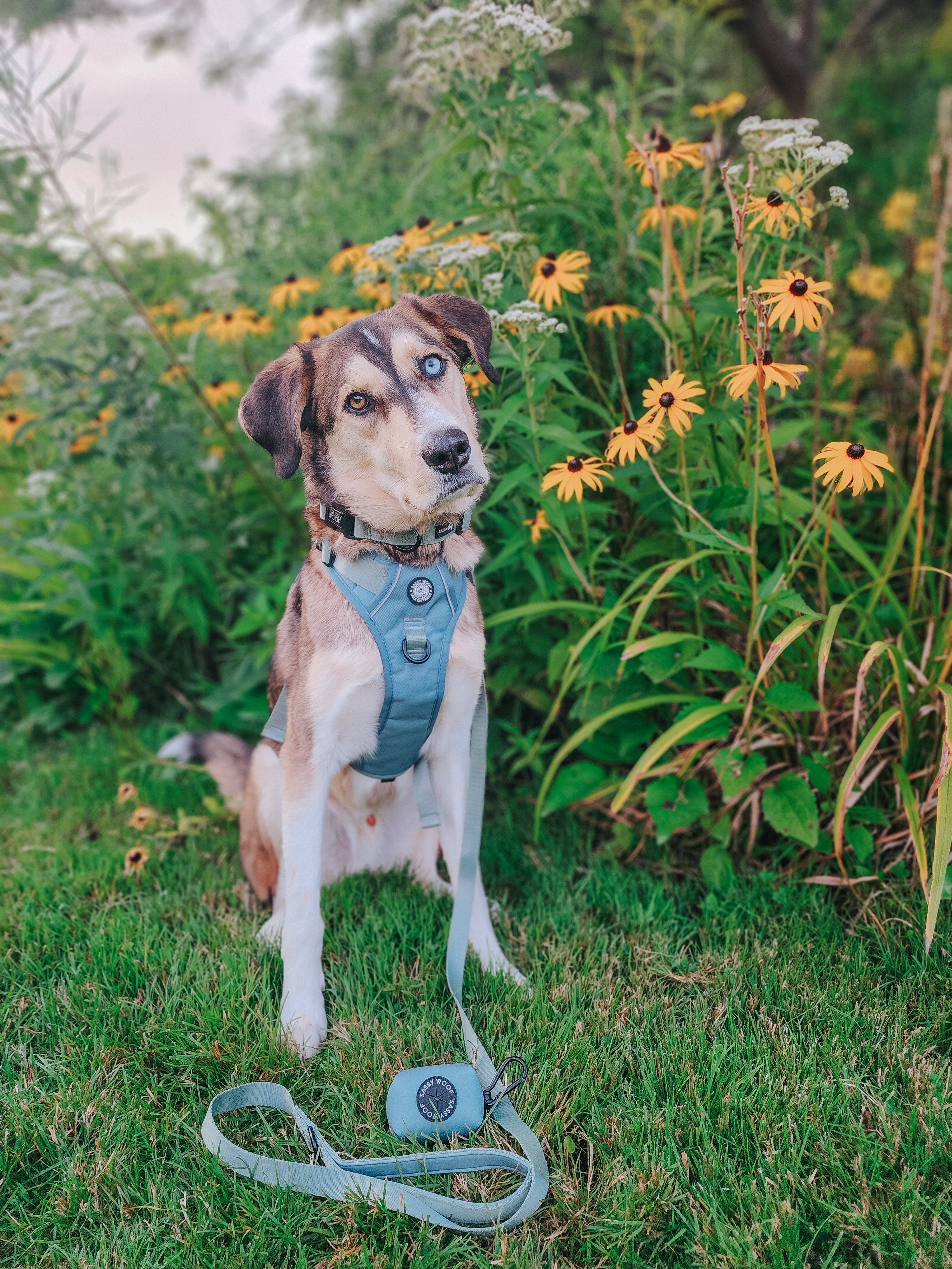 Dog Collar - Sage