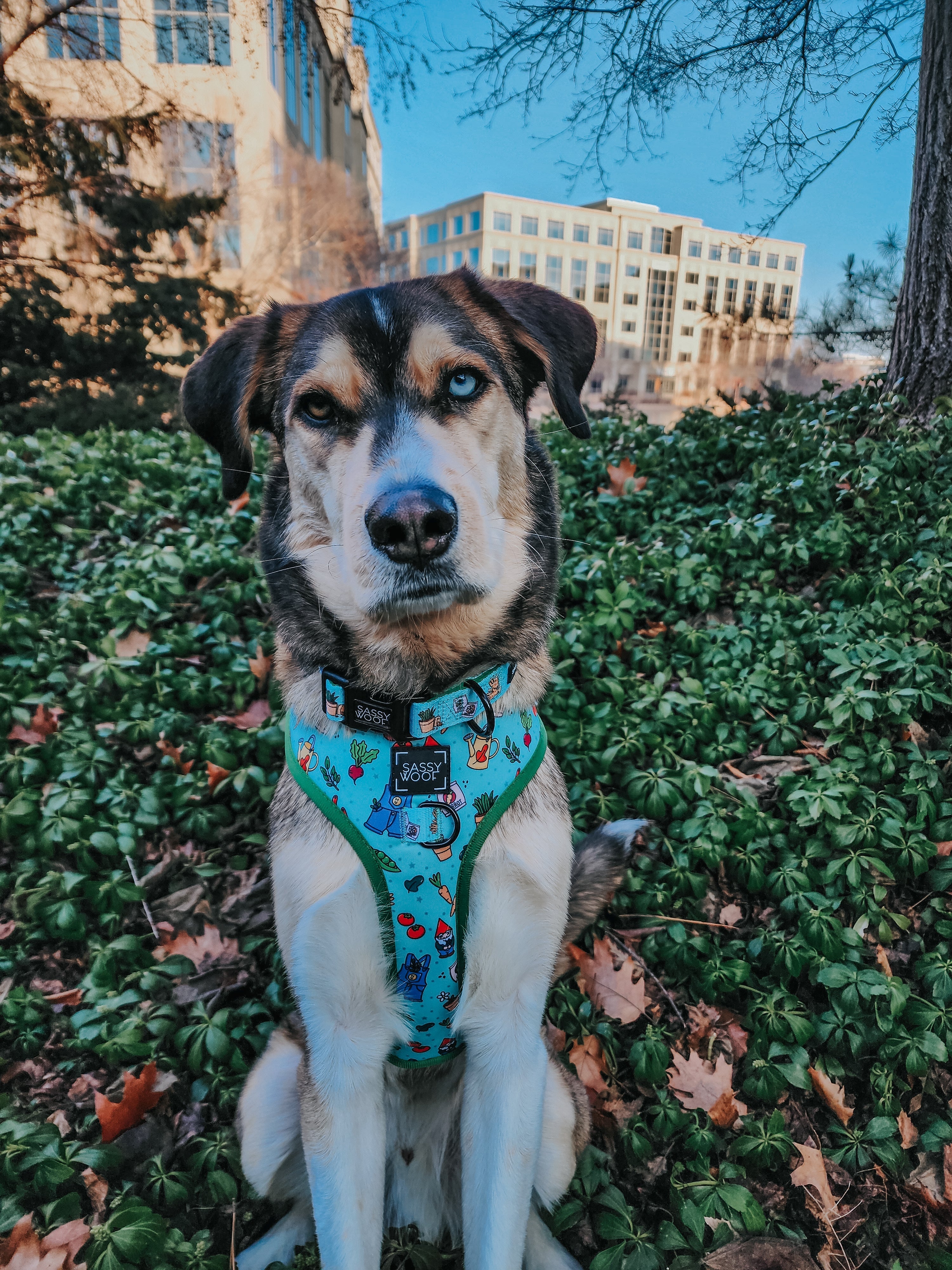 Dog Adjustable Harness - Chillin with my Gnomies