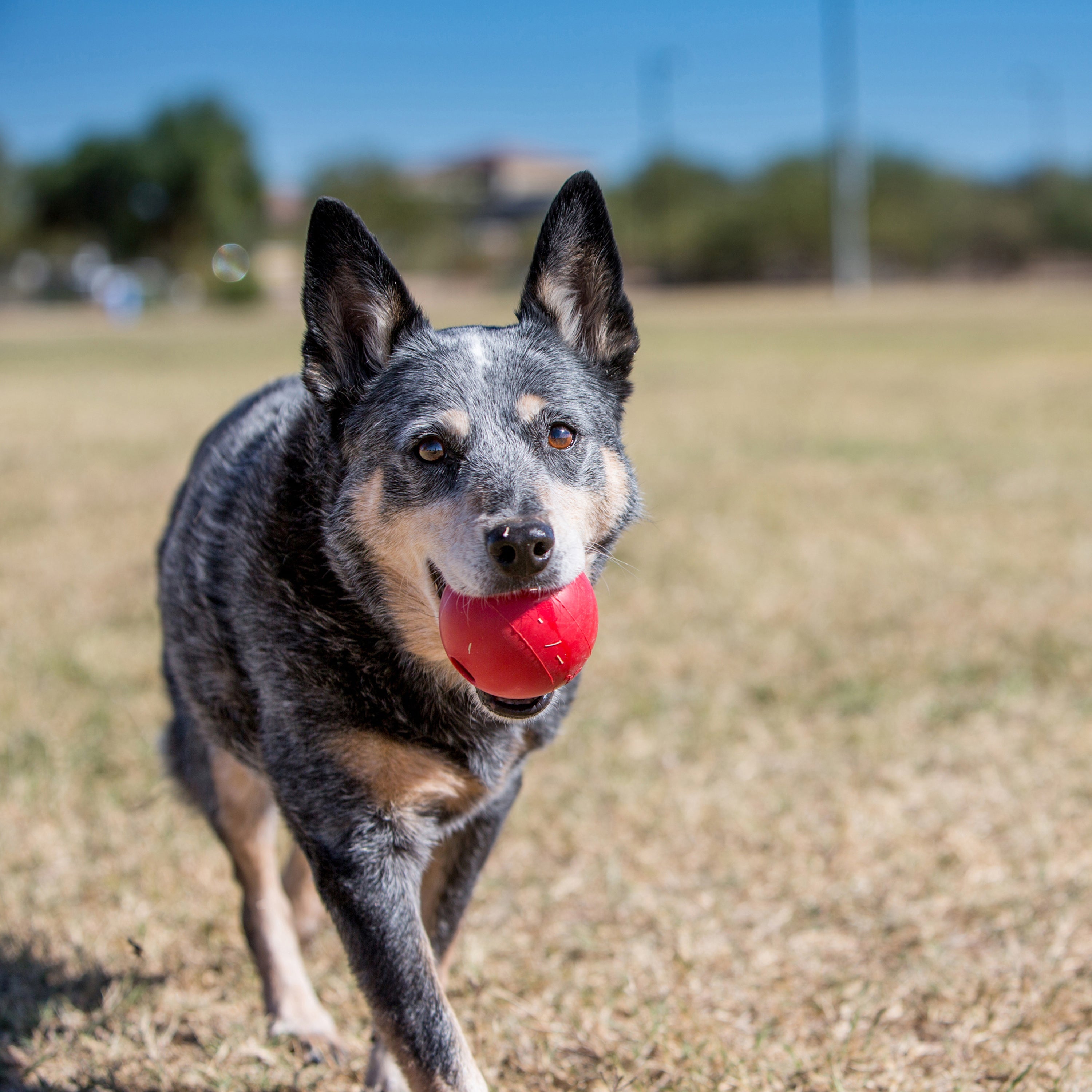 Kong Ball with Hole Small - HT Animal Supply