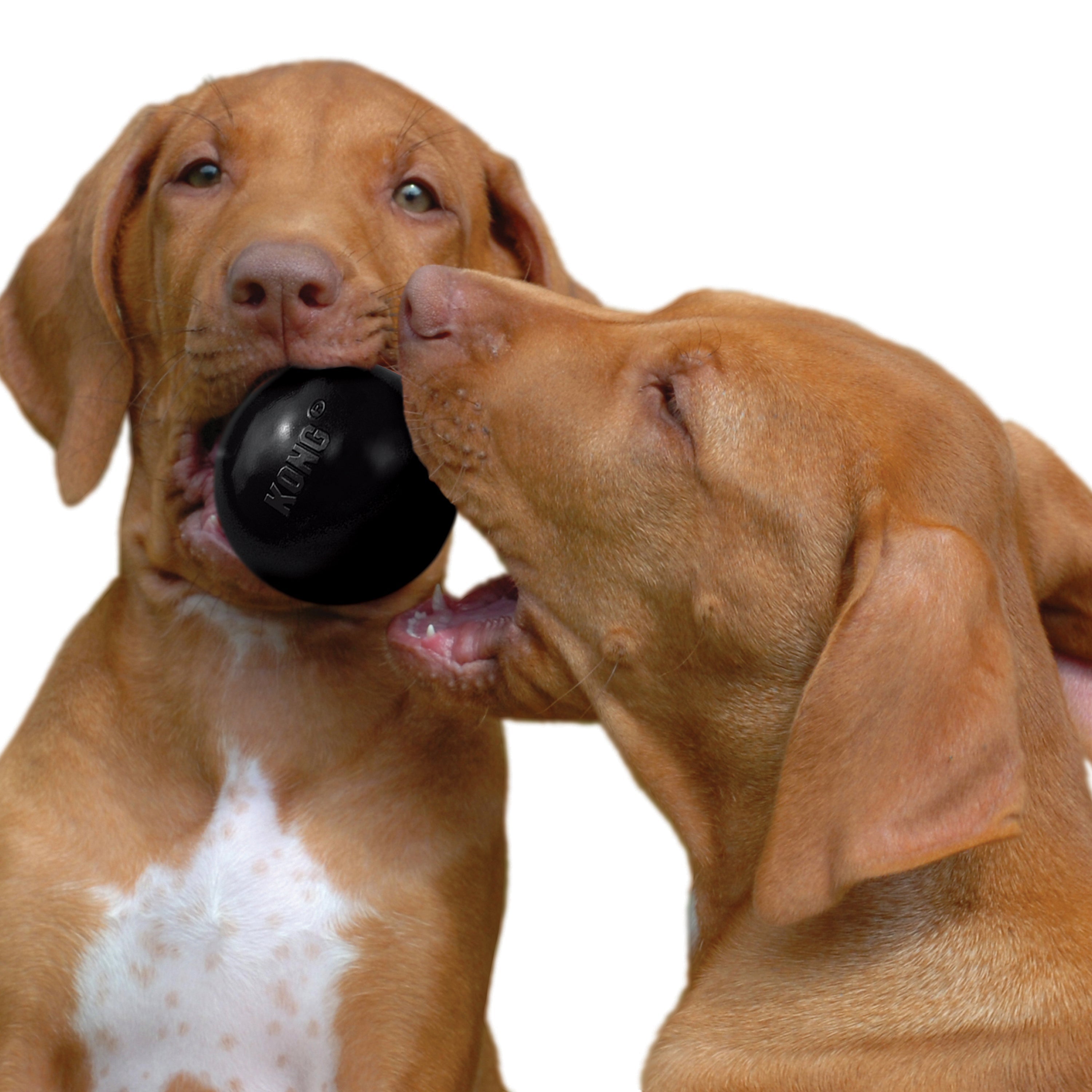 Kong Extreme Ball - HT Animal Supply