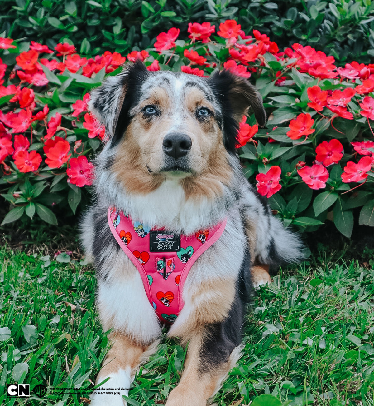 Dog Adjustable Harness - The Powerpuff Girls™ (Love)