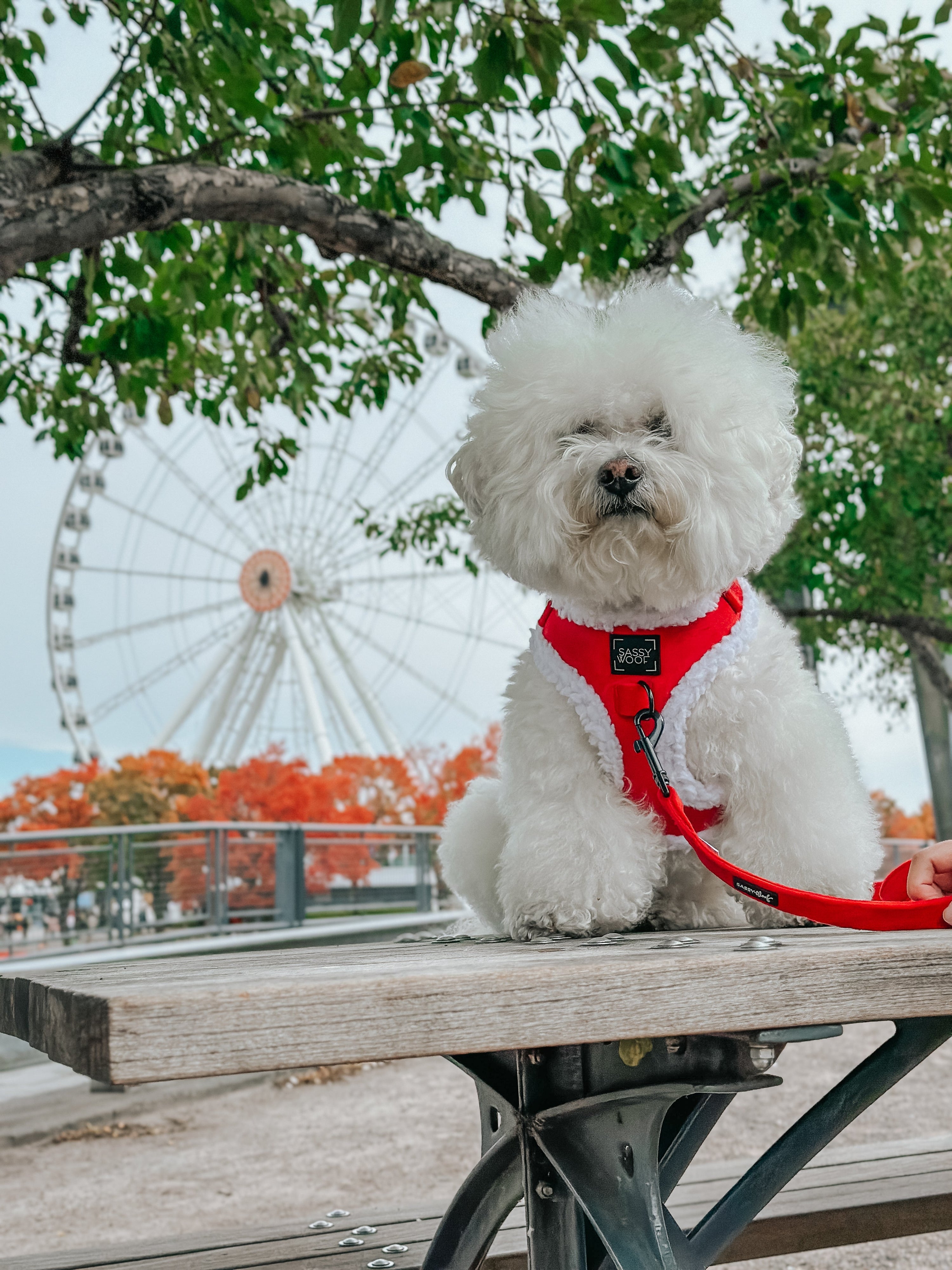 Dog Adjustable Harness - Naughty