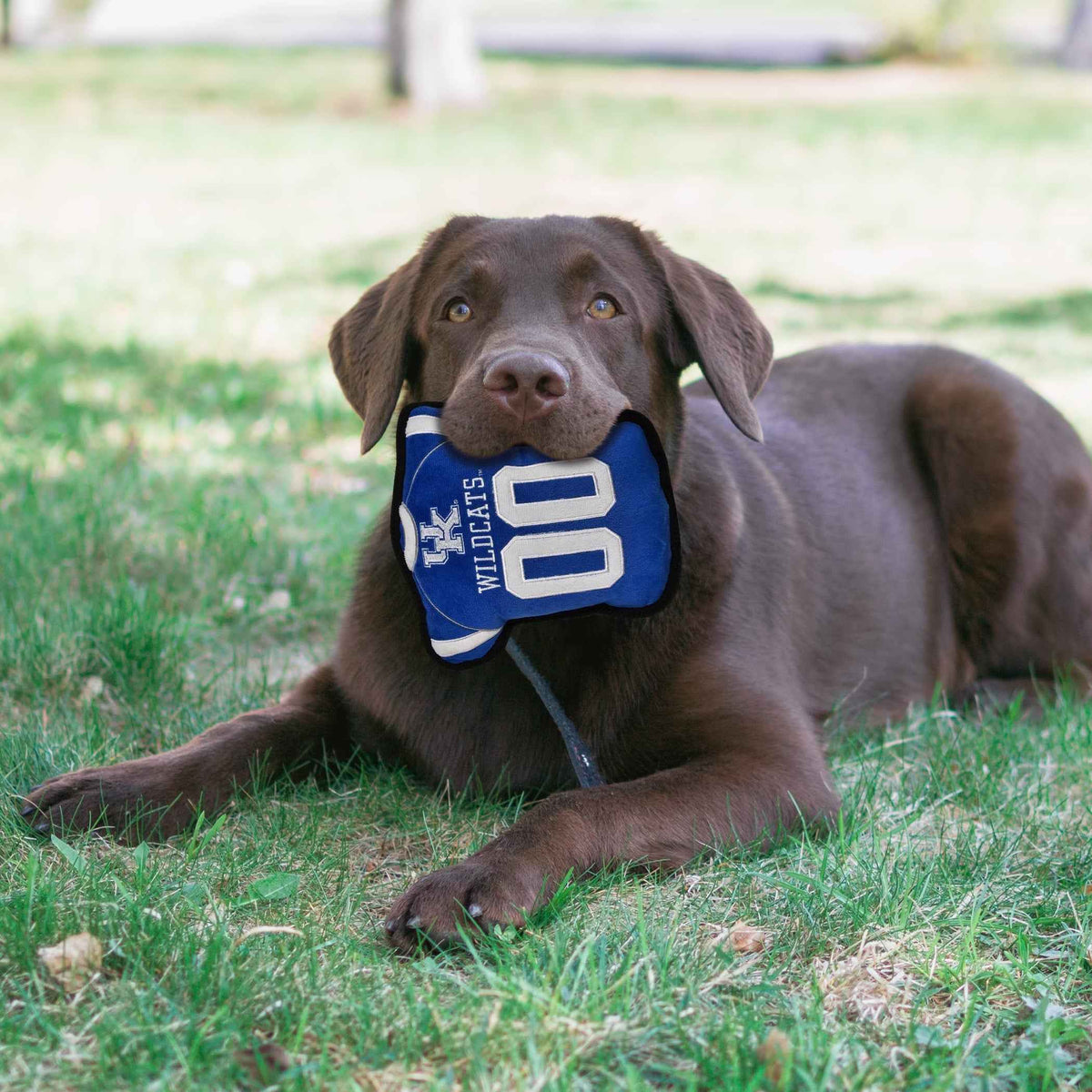 Kentucky Jersey Tough Toy