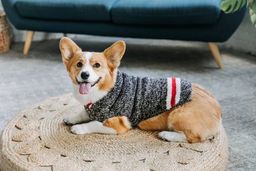 Boyfriend Dog Sweater
