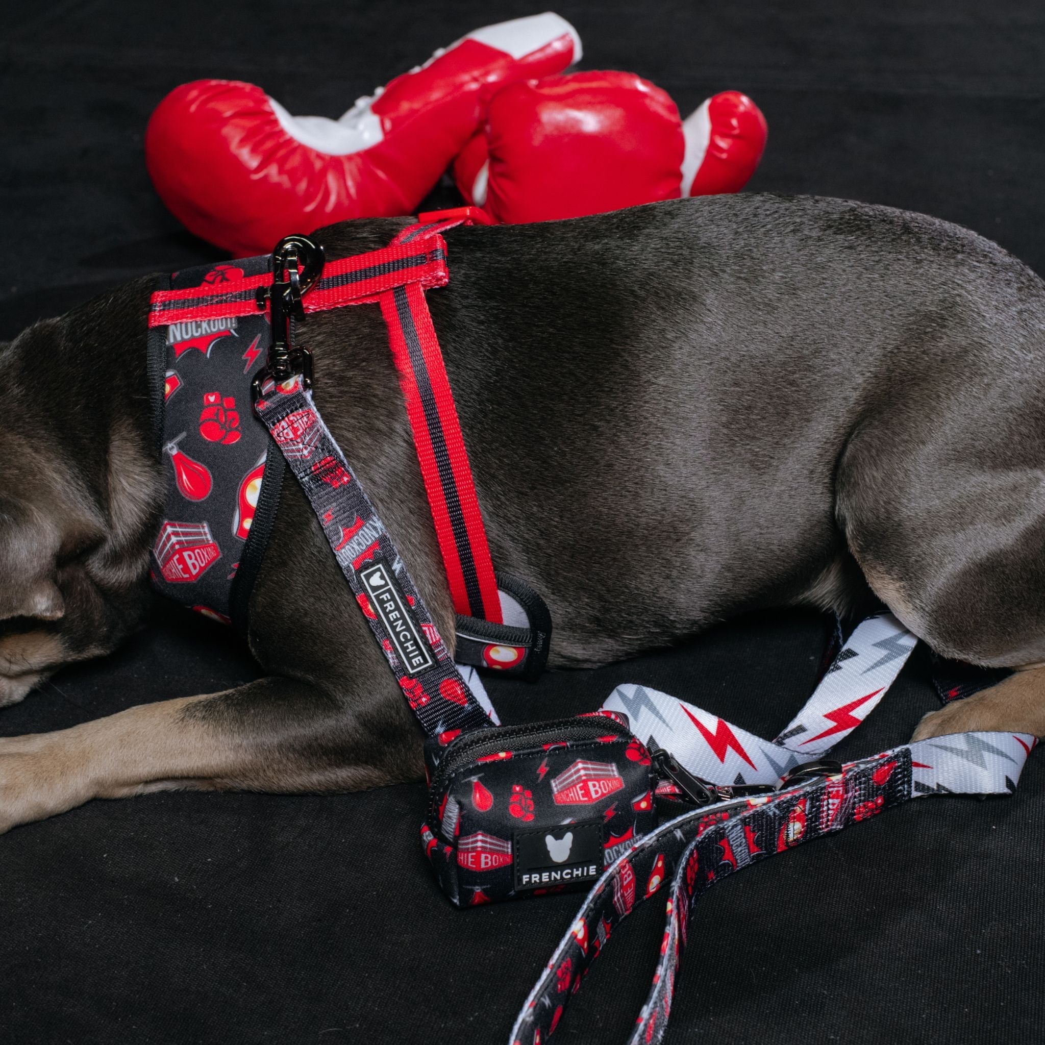 Frenchie Duo Reversible Harness - Knockout
