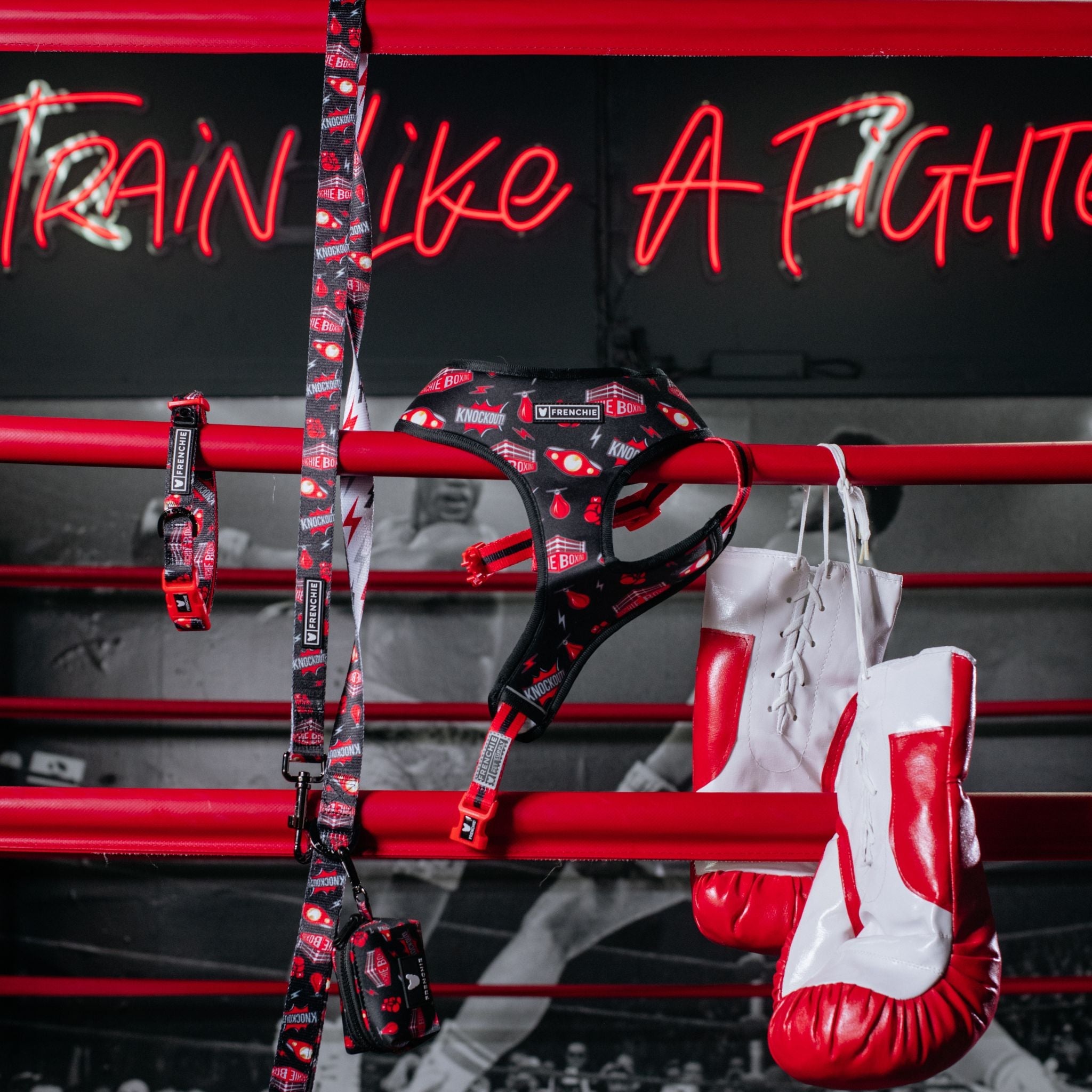 Frenchie Comfort Leash - Knockout