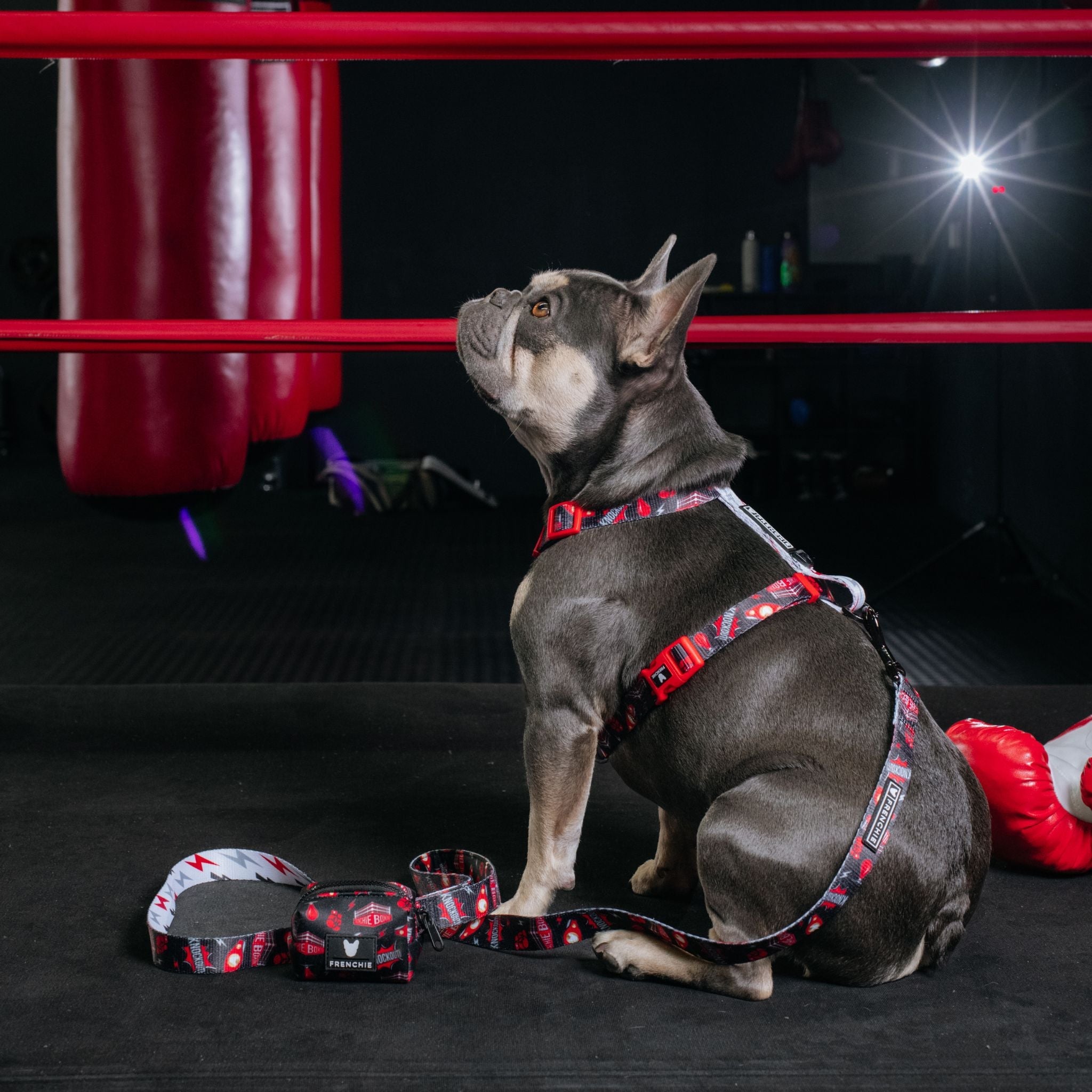 Frenchie Poo Bag Holder - Knockout