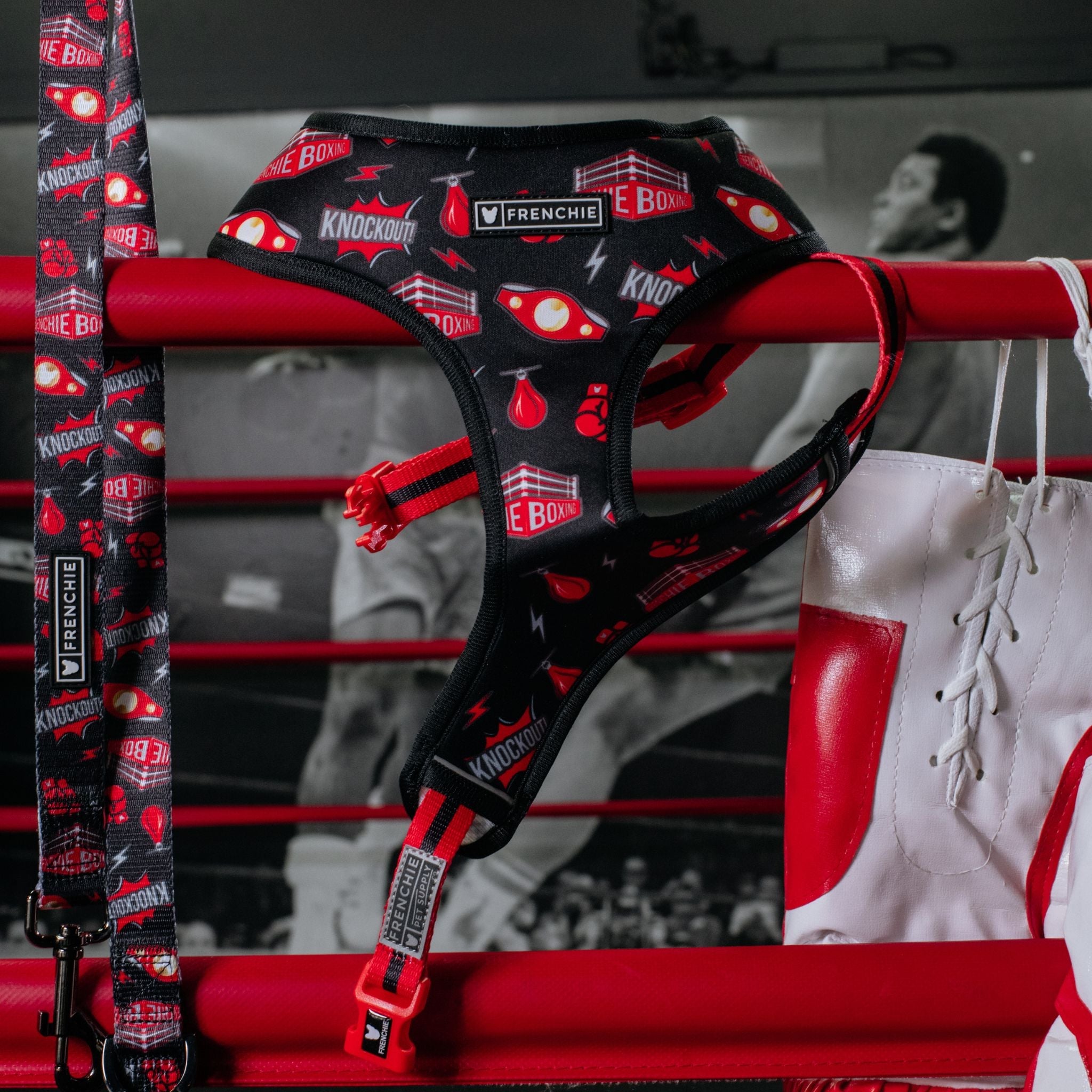 Frenchie Comfort Leash - Knockout