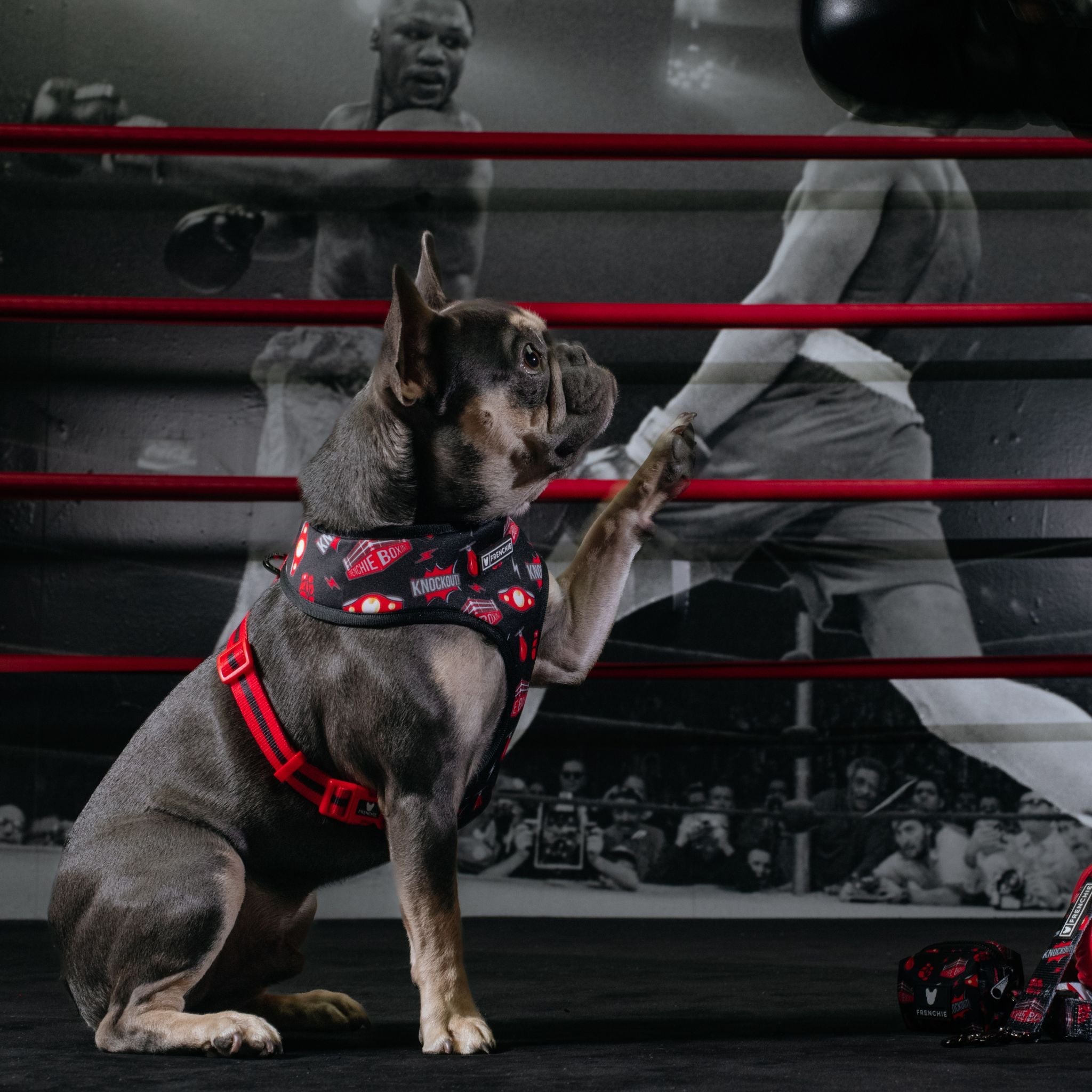 Frenchie Duo Reversible Harness - Knockout