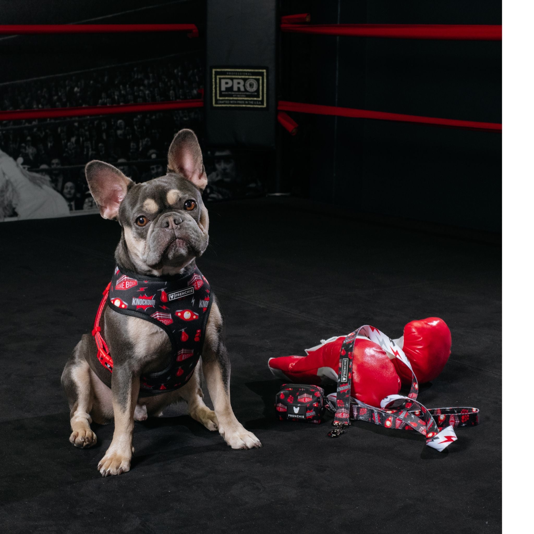 Frenchie Duo Reversible Harness - Knockout