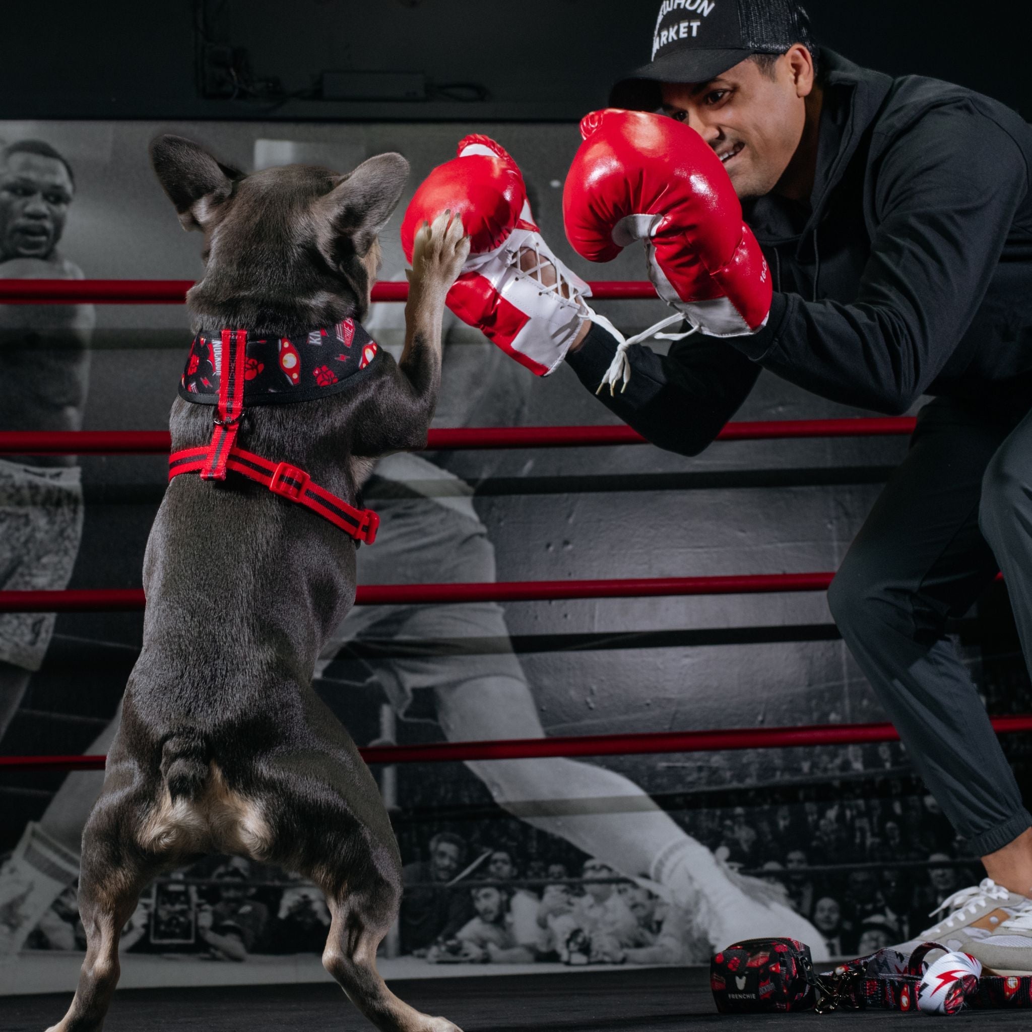 Frenchie Duo Reversible Harness - Knockout