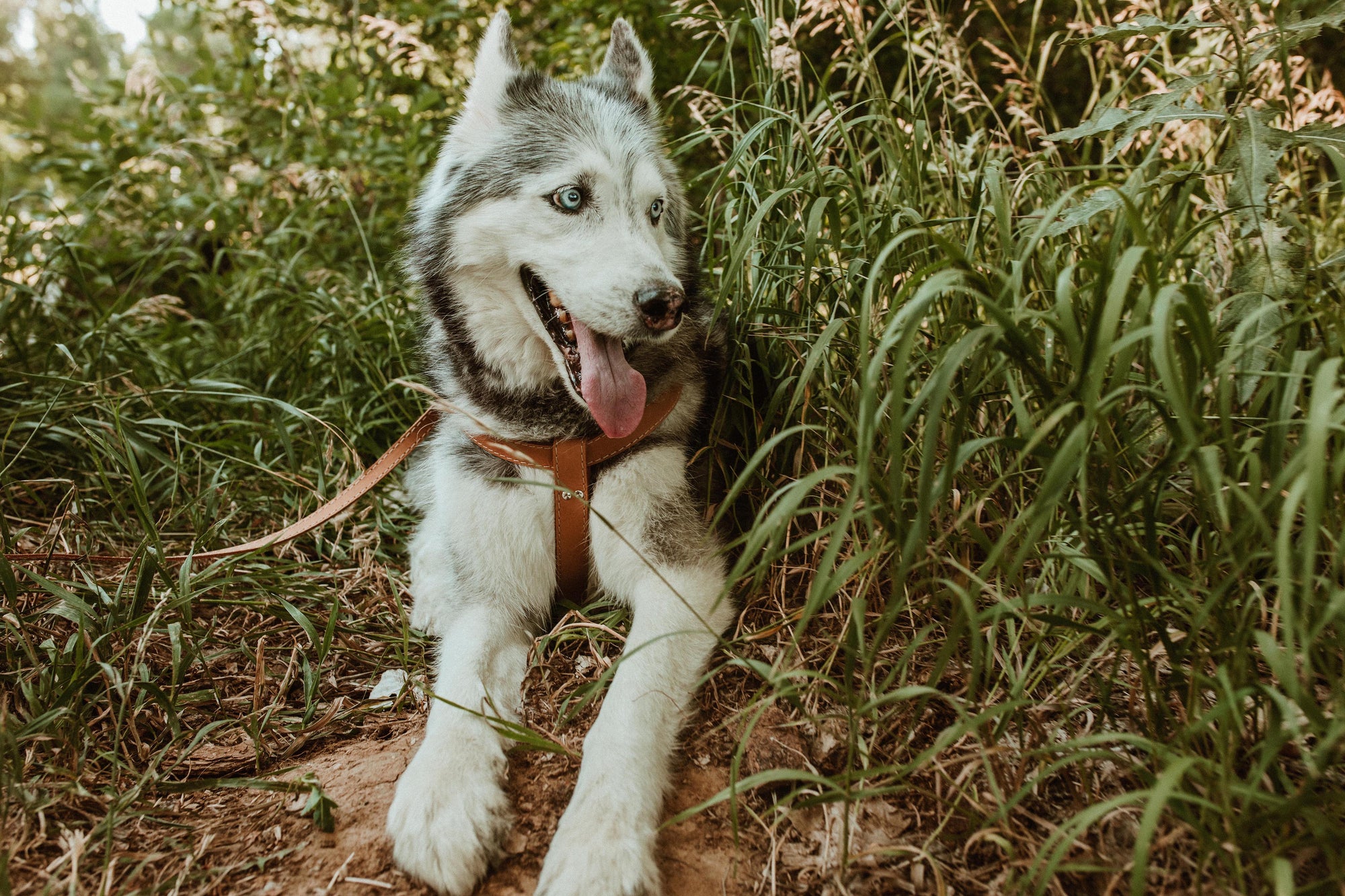 Euro-Dog Step-In Leather Dog Harness