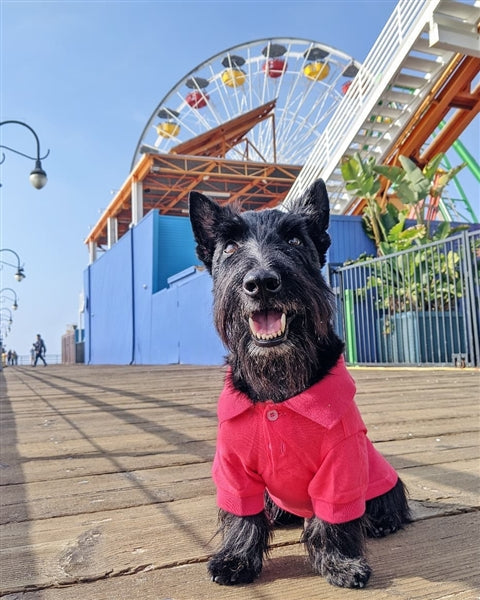 Parisian Pet Polo Dog & Cat Shirt  Comfortable Cotton, Trendy Summer Apparel  Pink-Valentines Day