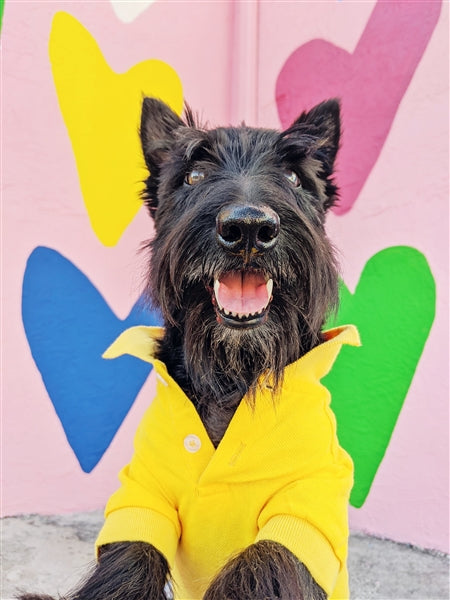 Parisian Pet Polo Dog T-Shirt-Yellow