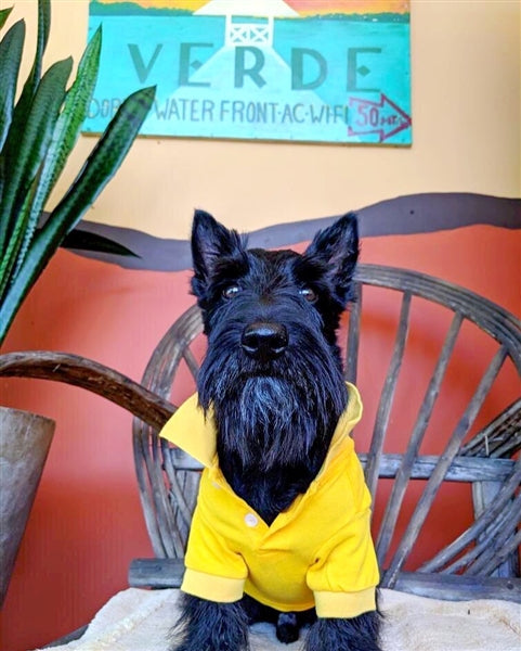 Parisian Pet Polo Dog & Cat T-Shirt  Stylish Embroidered Pet Shirt, Comfortable & Lightweight  Yellow