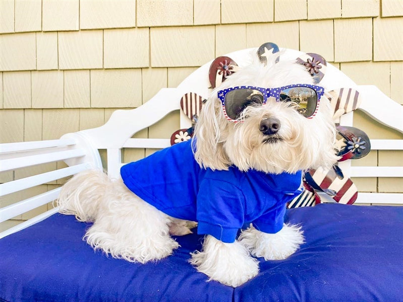 Parisian Pet Polo Dog & Cat T-Shirt  Trendy Cotton Polo, Comfortable & Lightweight  Blue