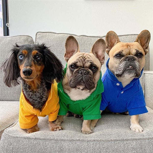 Parisian Pet Polo Dog & Cat T-Shirt  Trendy Cotton Polo, Comfortable & Lightweight  Blue