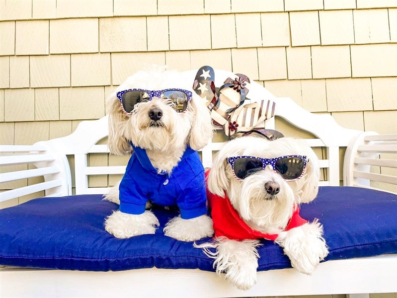 Parisian Pet Polo Dog & Cat T-Shirt  Trendy Cotton Polo, Comfortable & Lightweight  Blue