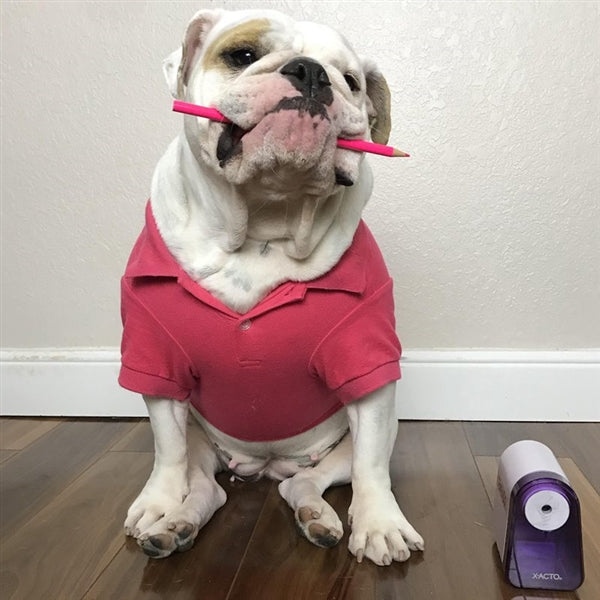 Parisian Pet Polo Dog T-Shirt-Red