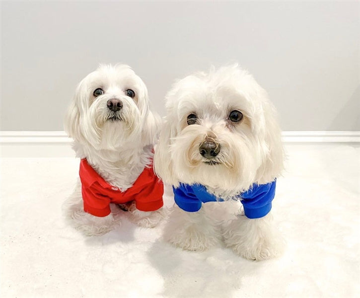 Parisian Pet Polo Dog T-Shirt-Red