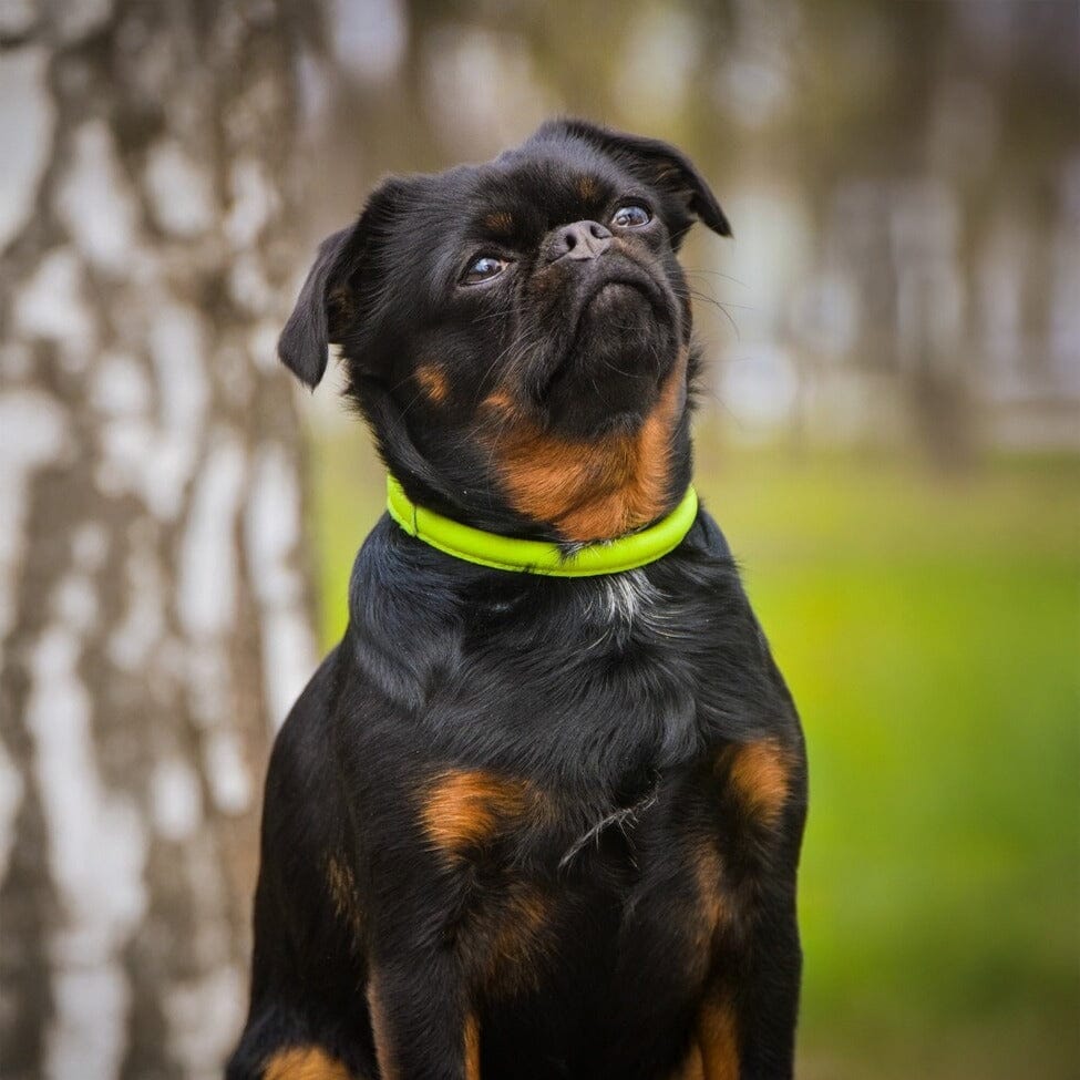 Dogline Soft Leather Round Dog Collar