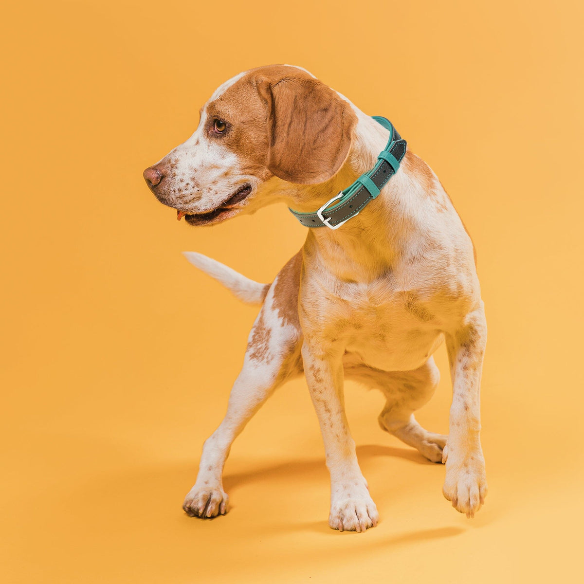 Dogline Soft Leather Dual-Color Flat Dog Collar