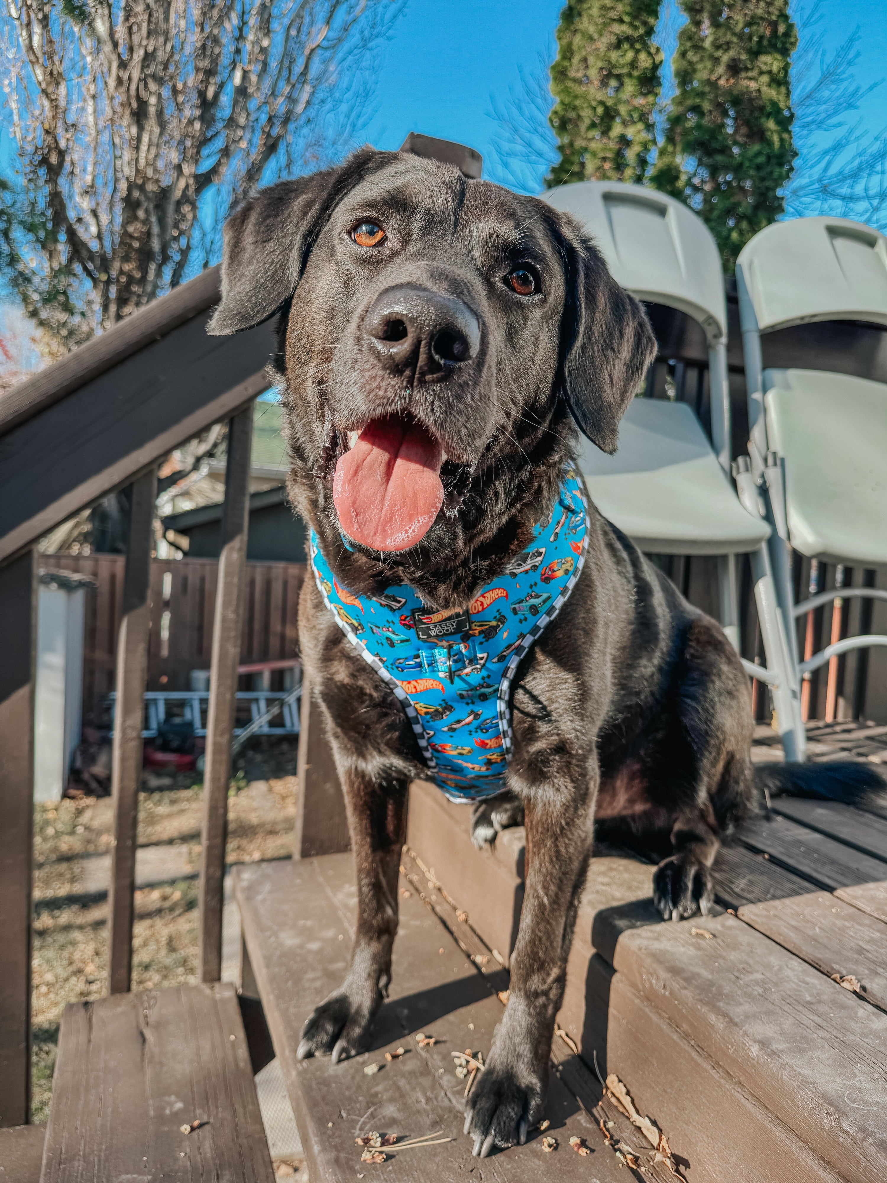 Dog Adjustable Harness - Hot Wheels™