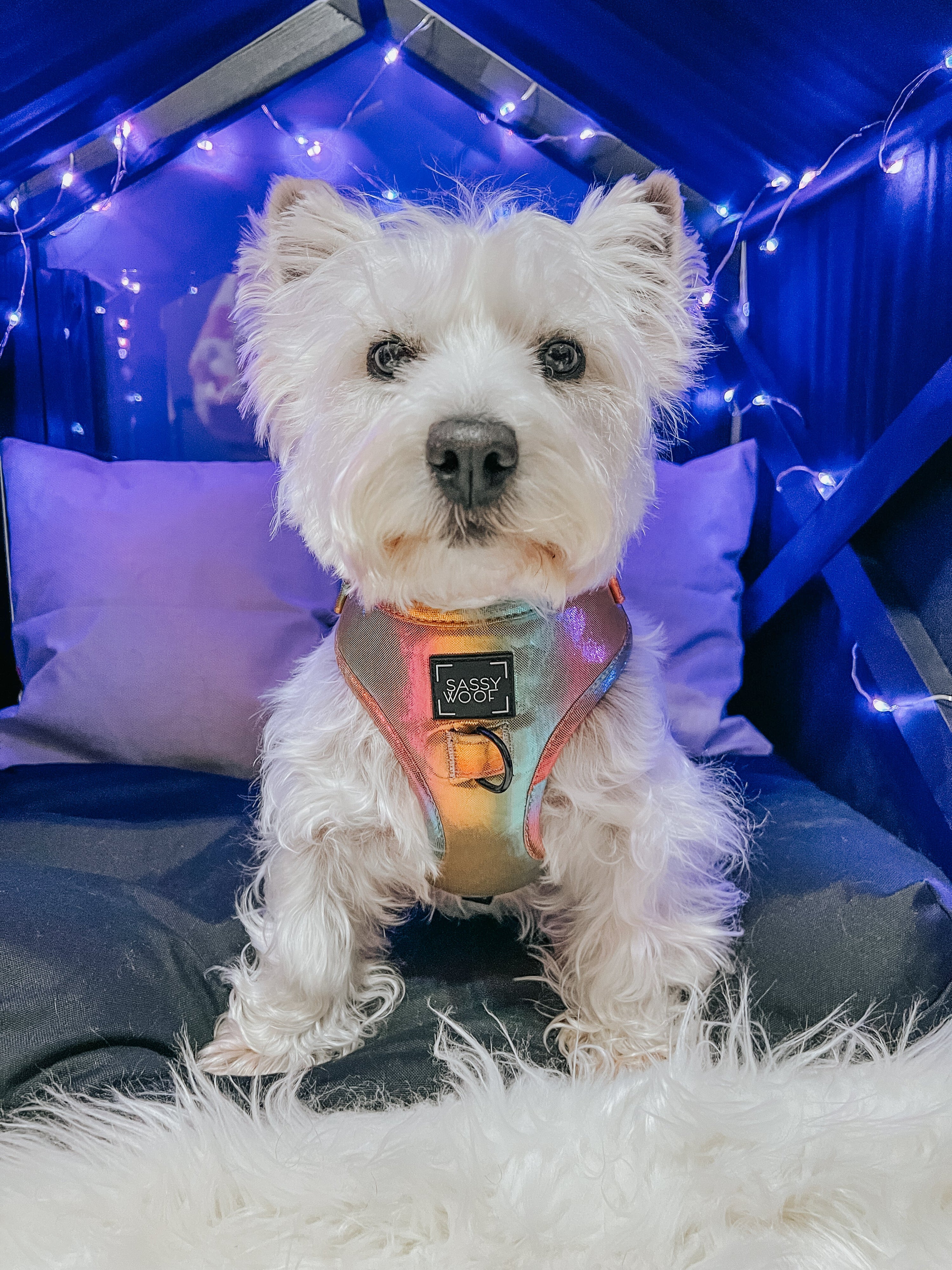 Dog Adjustable Harness - The Night Life