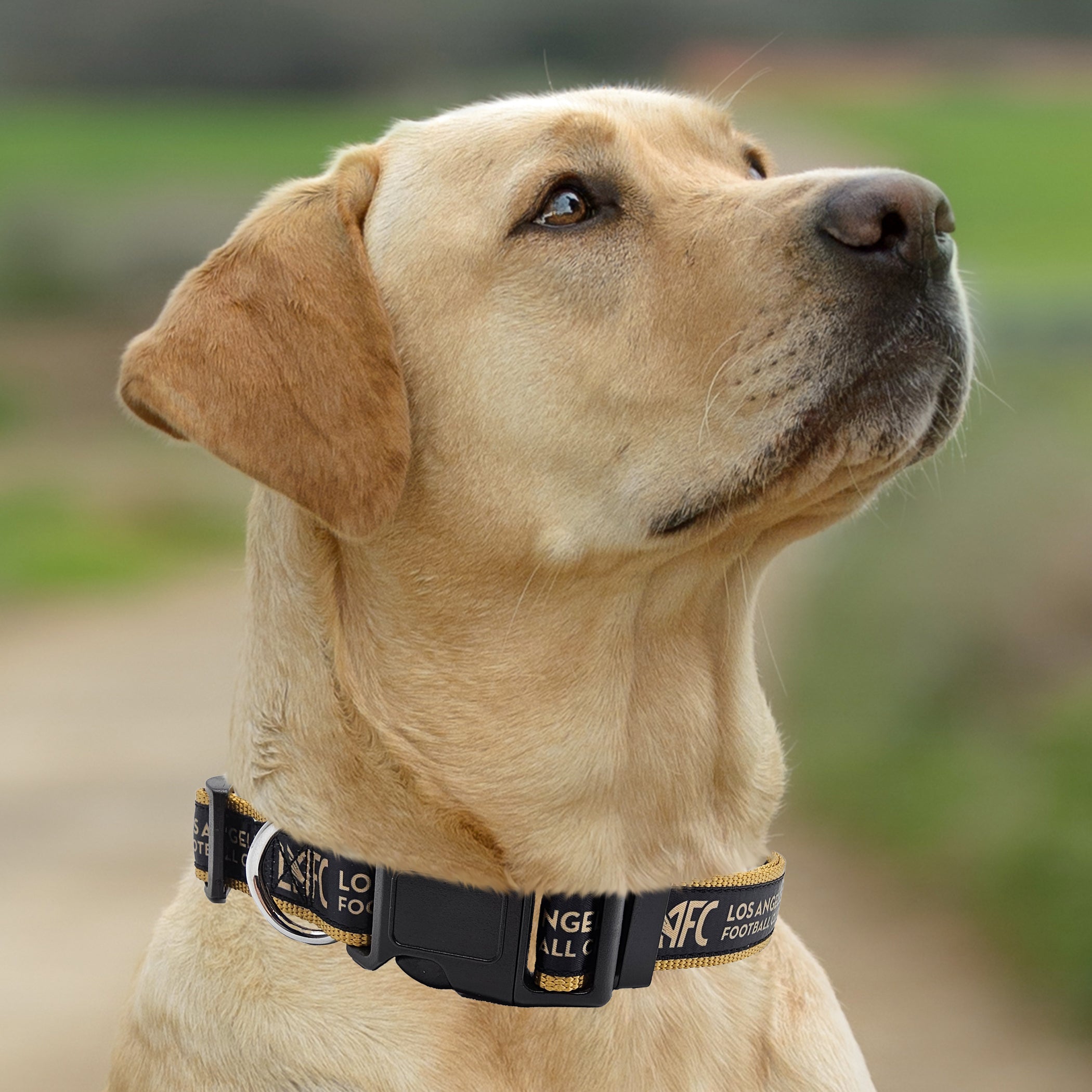 Los Angeles FC Satin Collar
