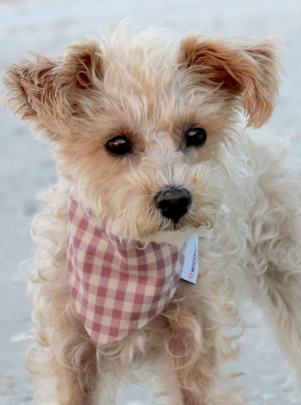 GINGHAM BANDANA | HT Animal Supply