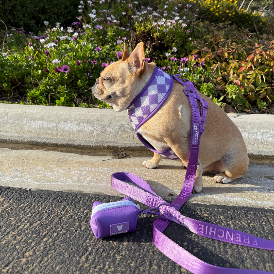 Frenchie Comfort Leash - LA Purple
