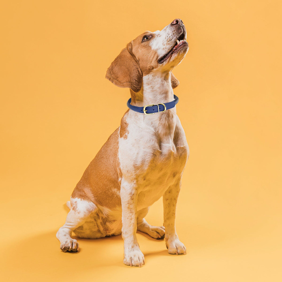 Dogline Soft Rolled Leather Dog Collar with Brass Hardware