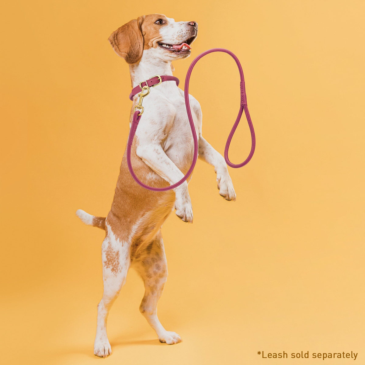 Dogline Soft Rolled Leather Dog Collar with Brass Hardware