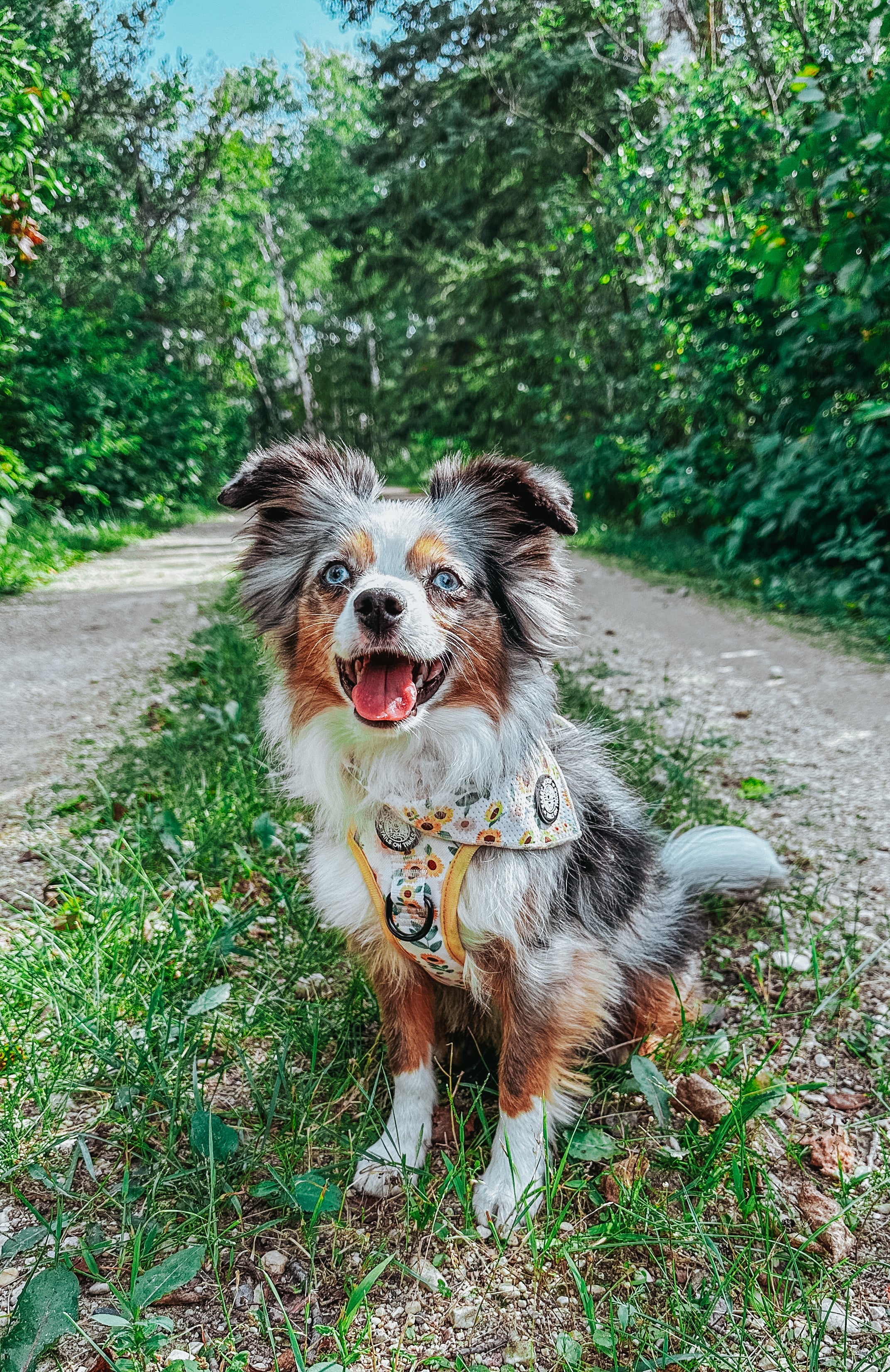 Dog Step-In Harness - Sunflower Dreams