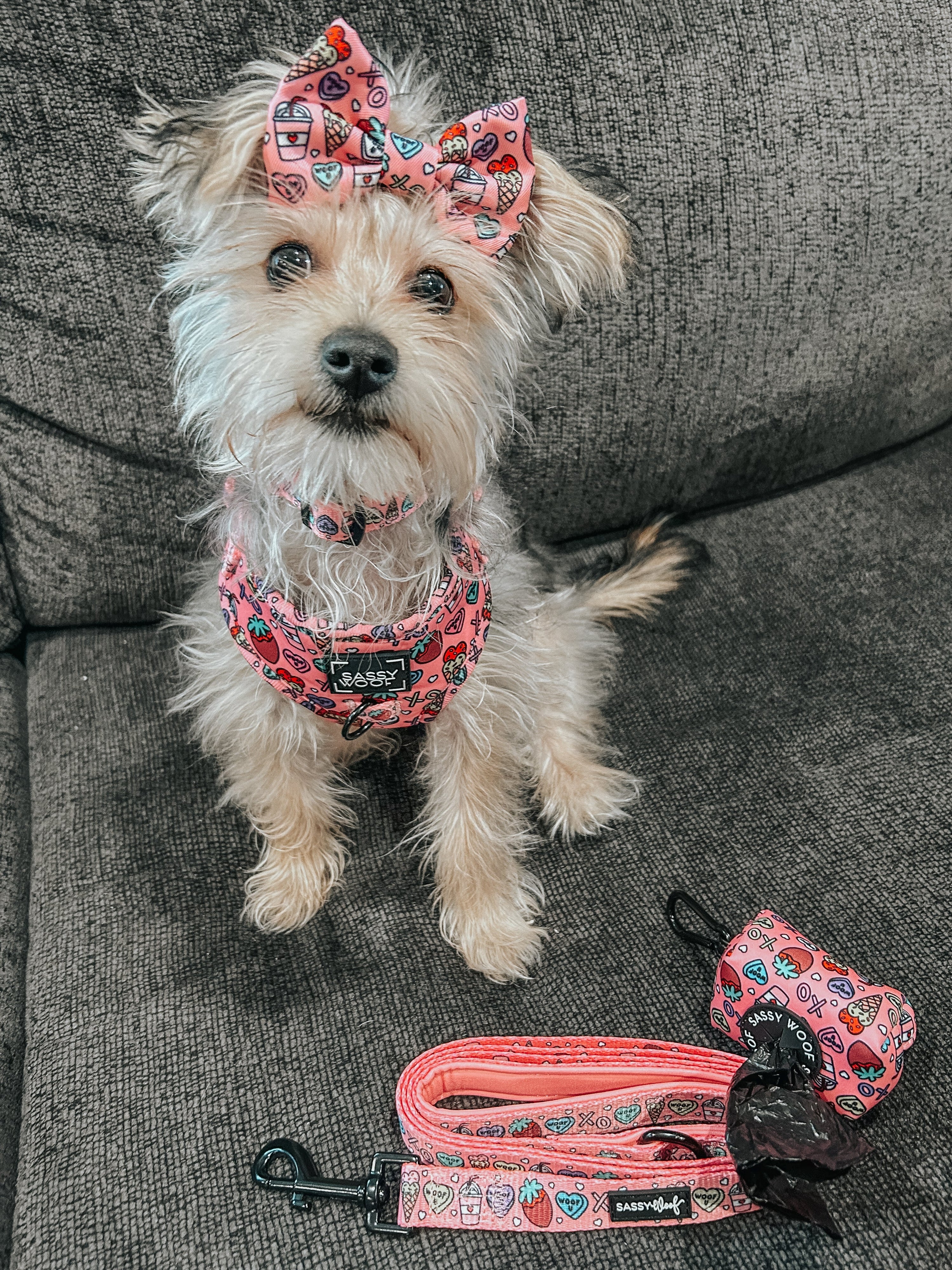 Dog Collar - I Chews You
