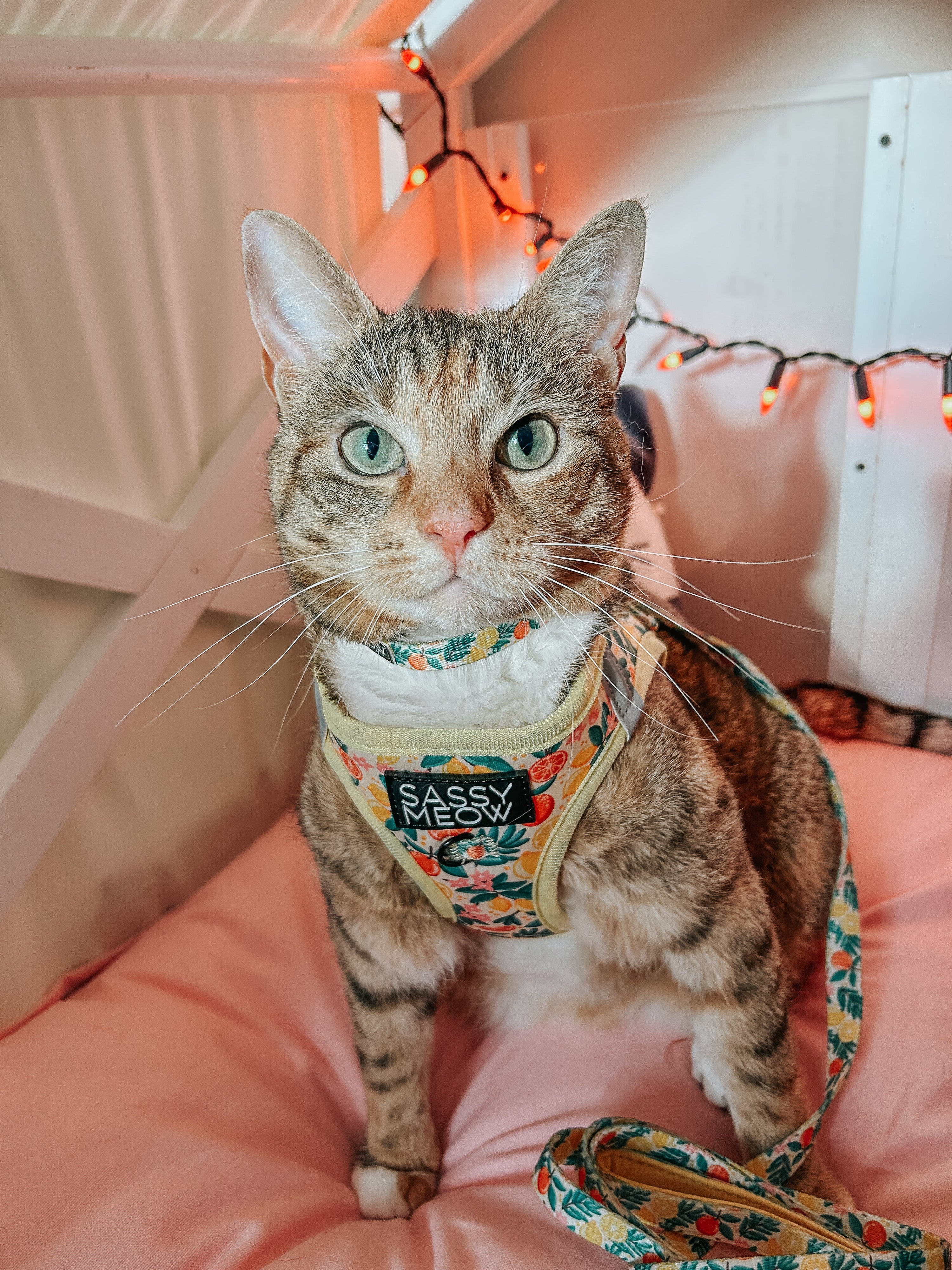 Cat Step-In Harness - Zest Friends