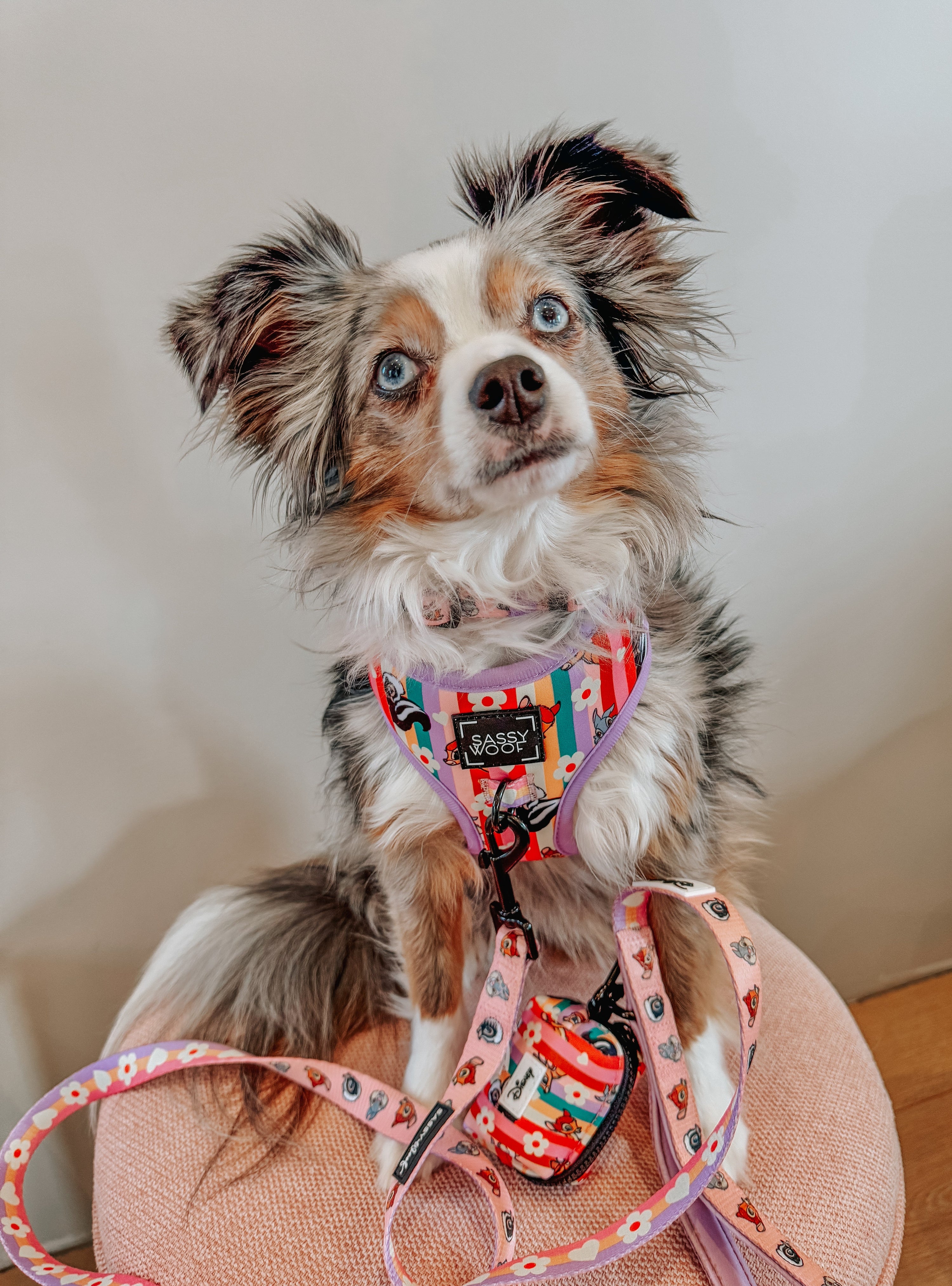 Dog Collar - Disneys Bambi