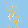 Seahorse (Nailhead)  - Women's T-shirt