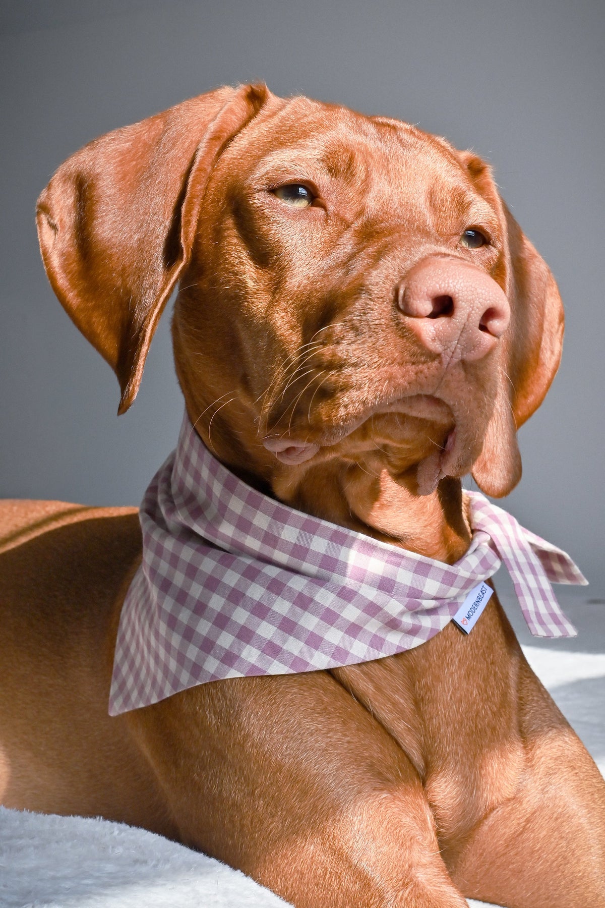 GINGHAM BANDANA | HT Animal Supply